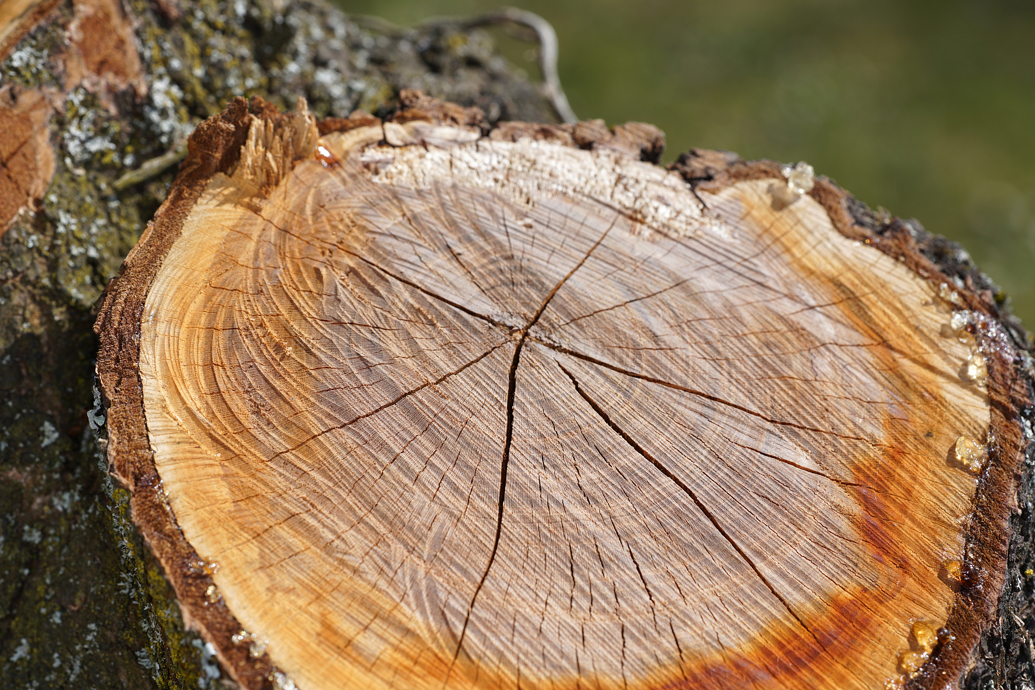 tree resin on a freshly cut tree with the macro photographed obj