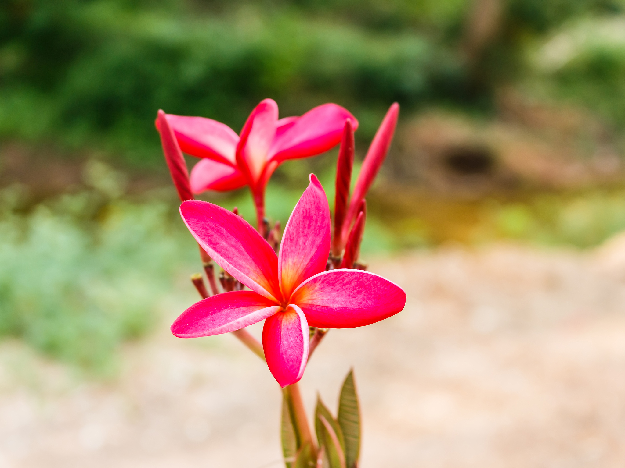 plumeria spp. (frangipani flowers, frangipani, pagoda tree or te
