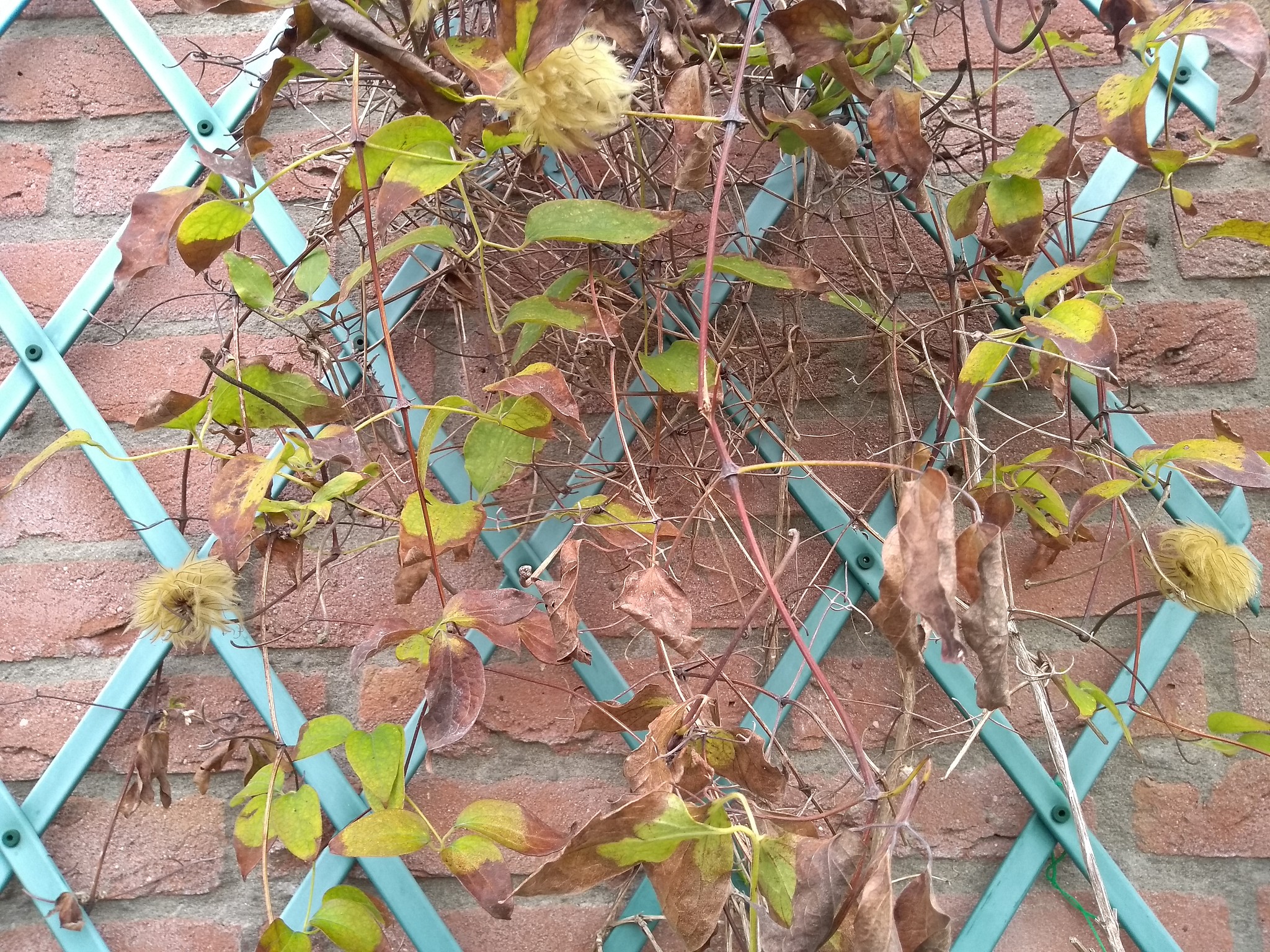 月季花开败后如何修剪？400字详细指南