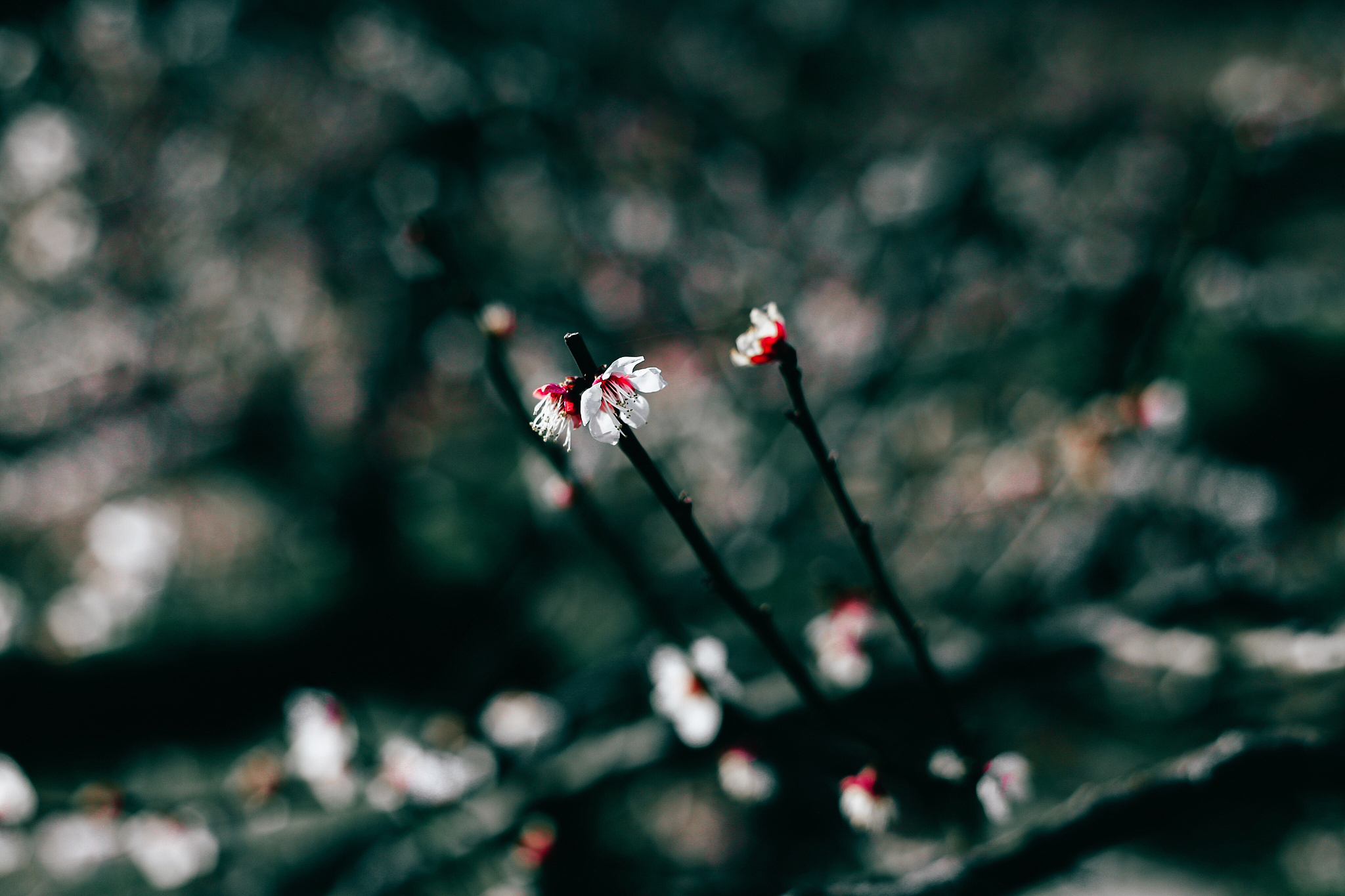 世间万物皆有情日日想郎人消瘦应该怎么回