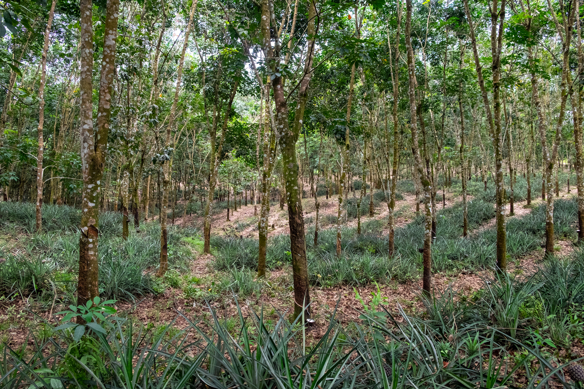 林木困难立地生物育种小品：解决生长难题