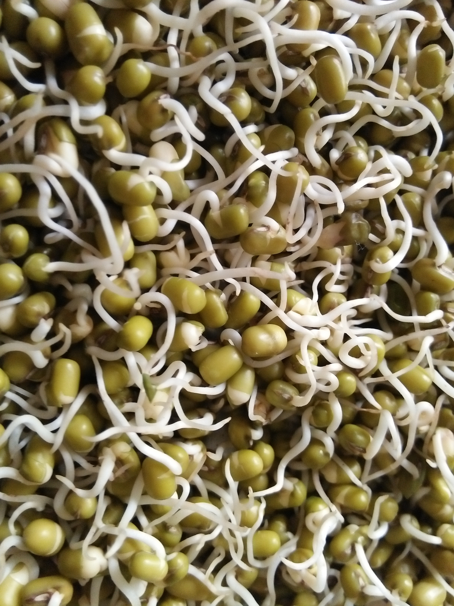 黄豆芽在阳光下怎样延缓变绿