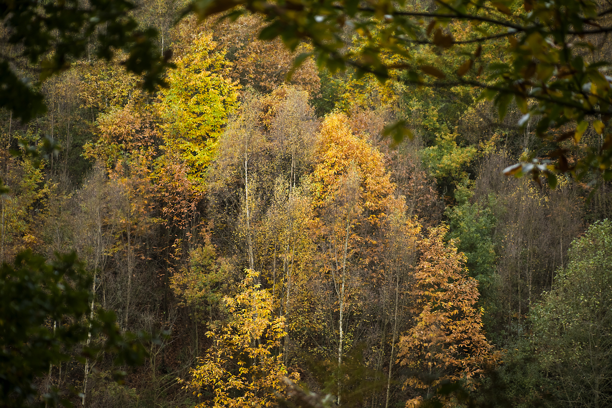 成都华夏旅游商务学校2018新增特色专业招生