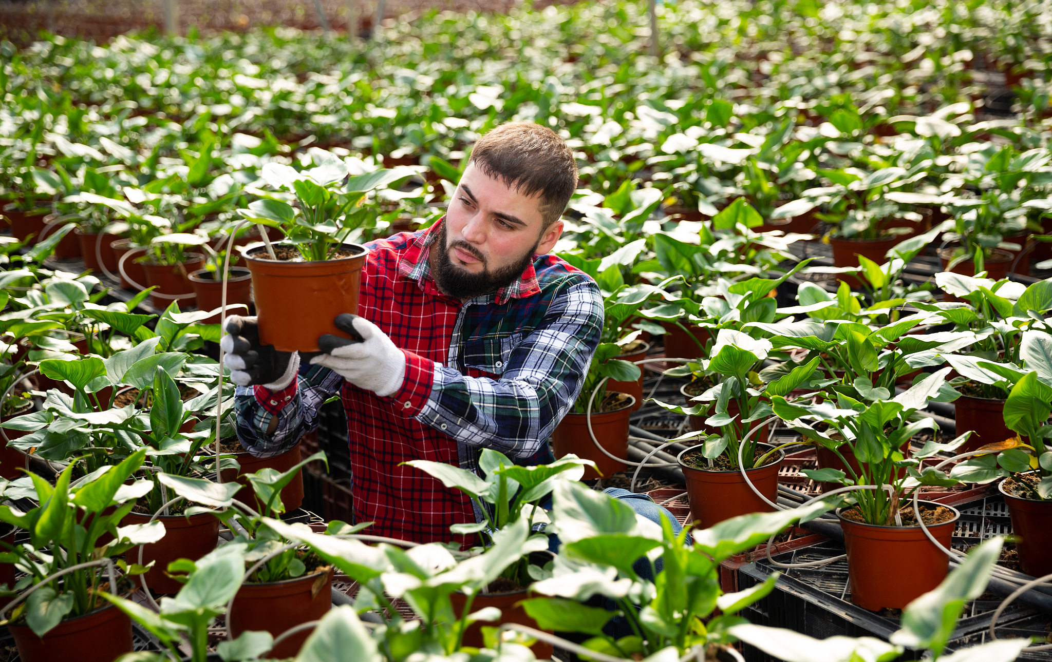 澜沧县职业高级中学2022年现代农艺技术专业招生简章