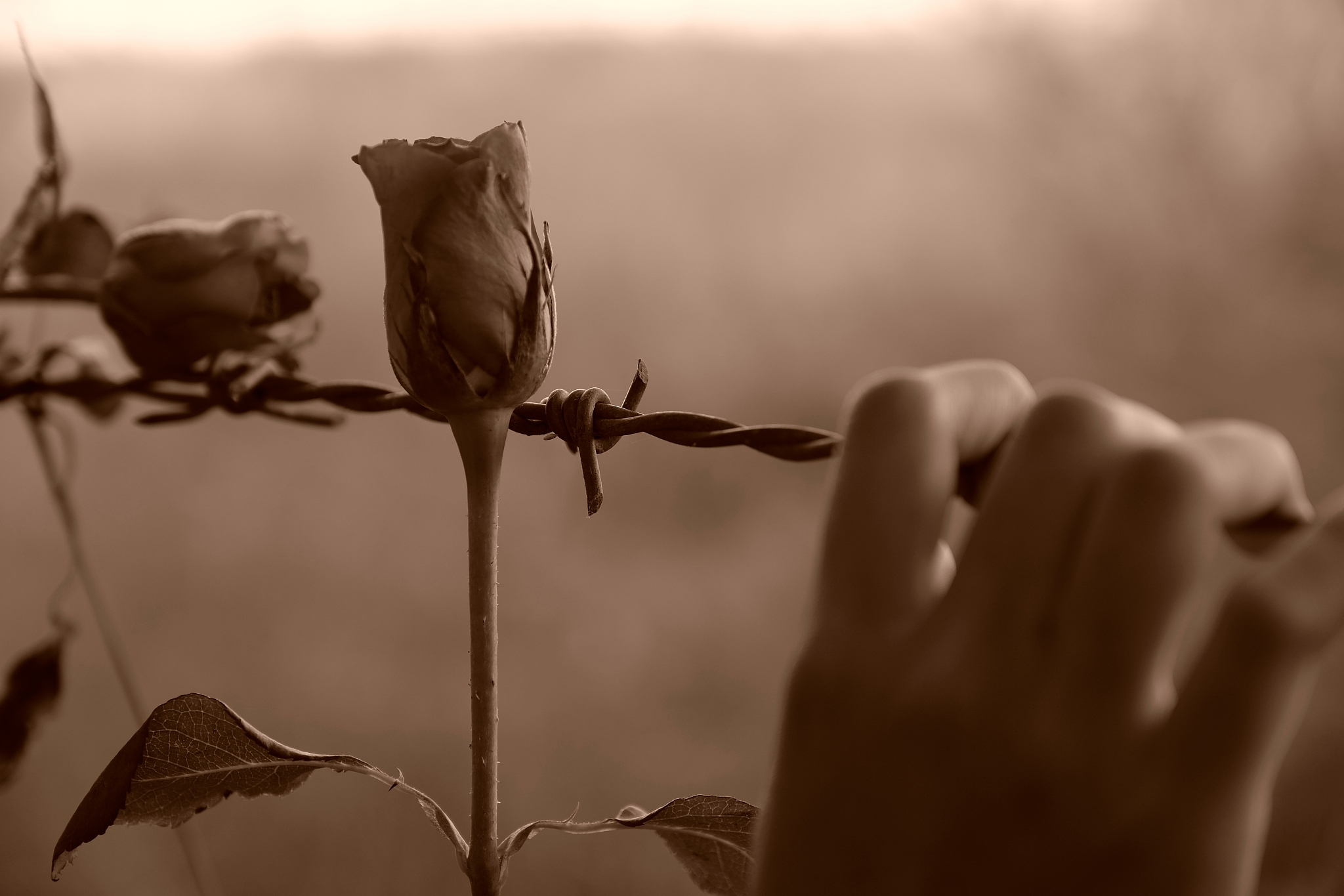 close-up of hand on barbed wire by rose