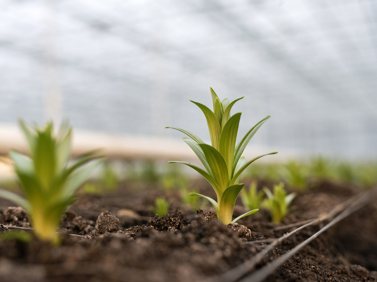 小草的成长与价值：从坚韧到作用