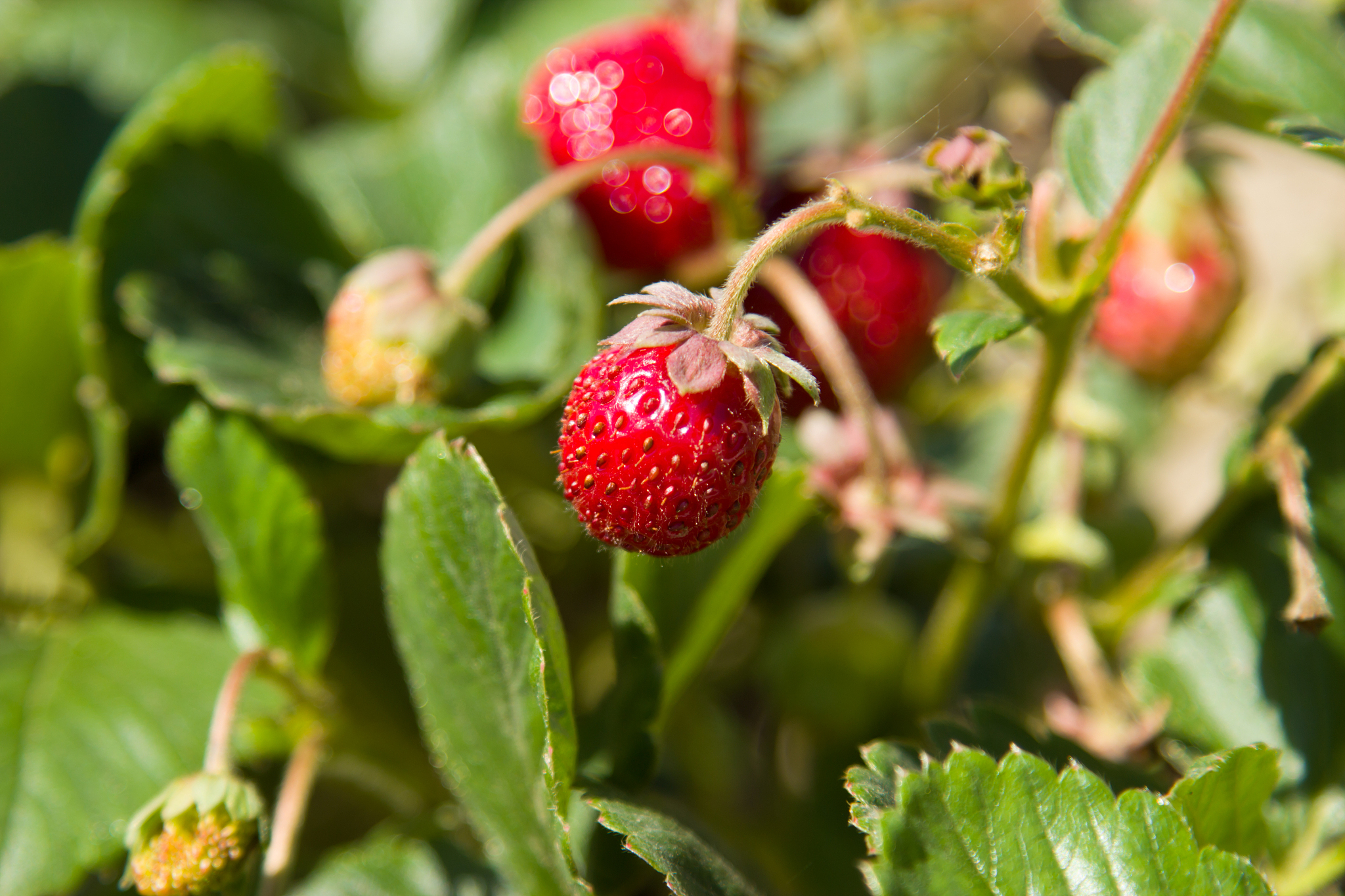strawberries in the garden