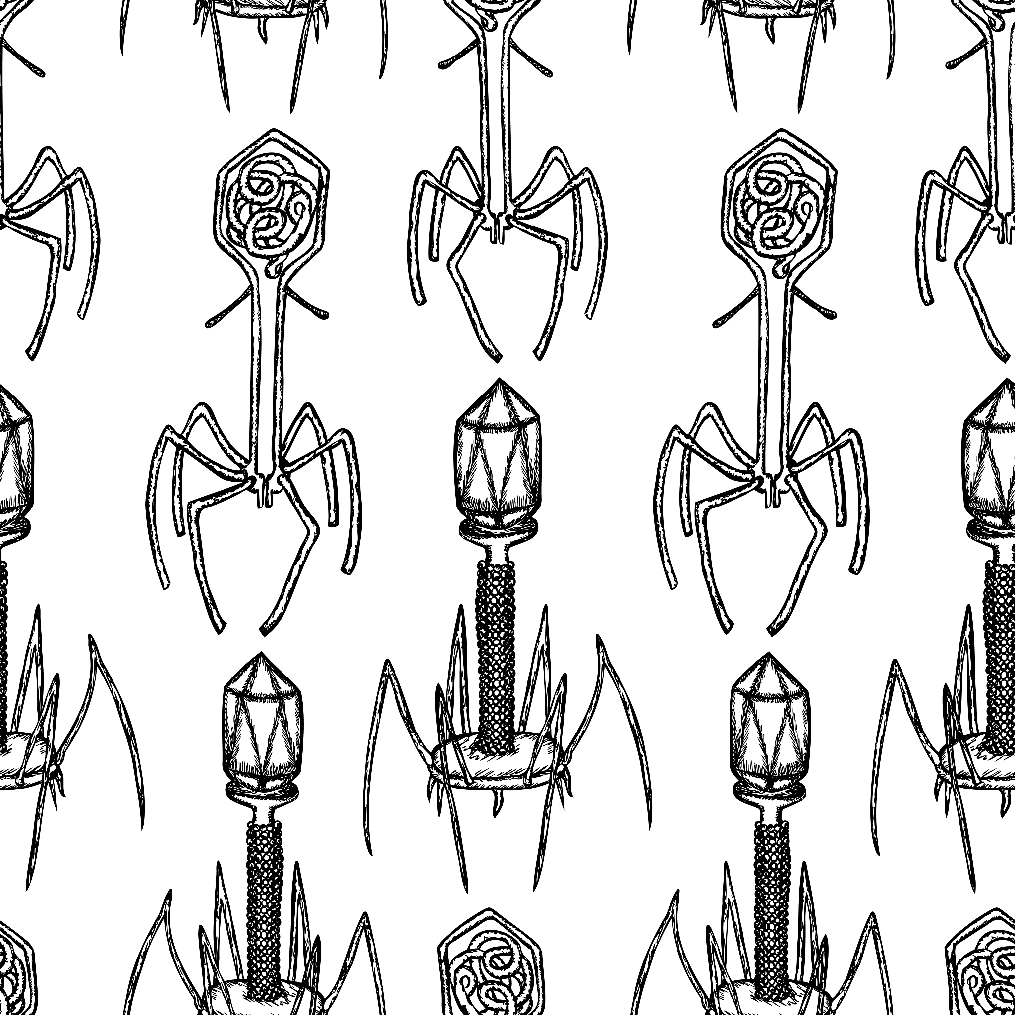 革兰氏阴性菌噬菌体侵染位点解析