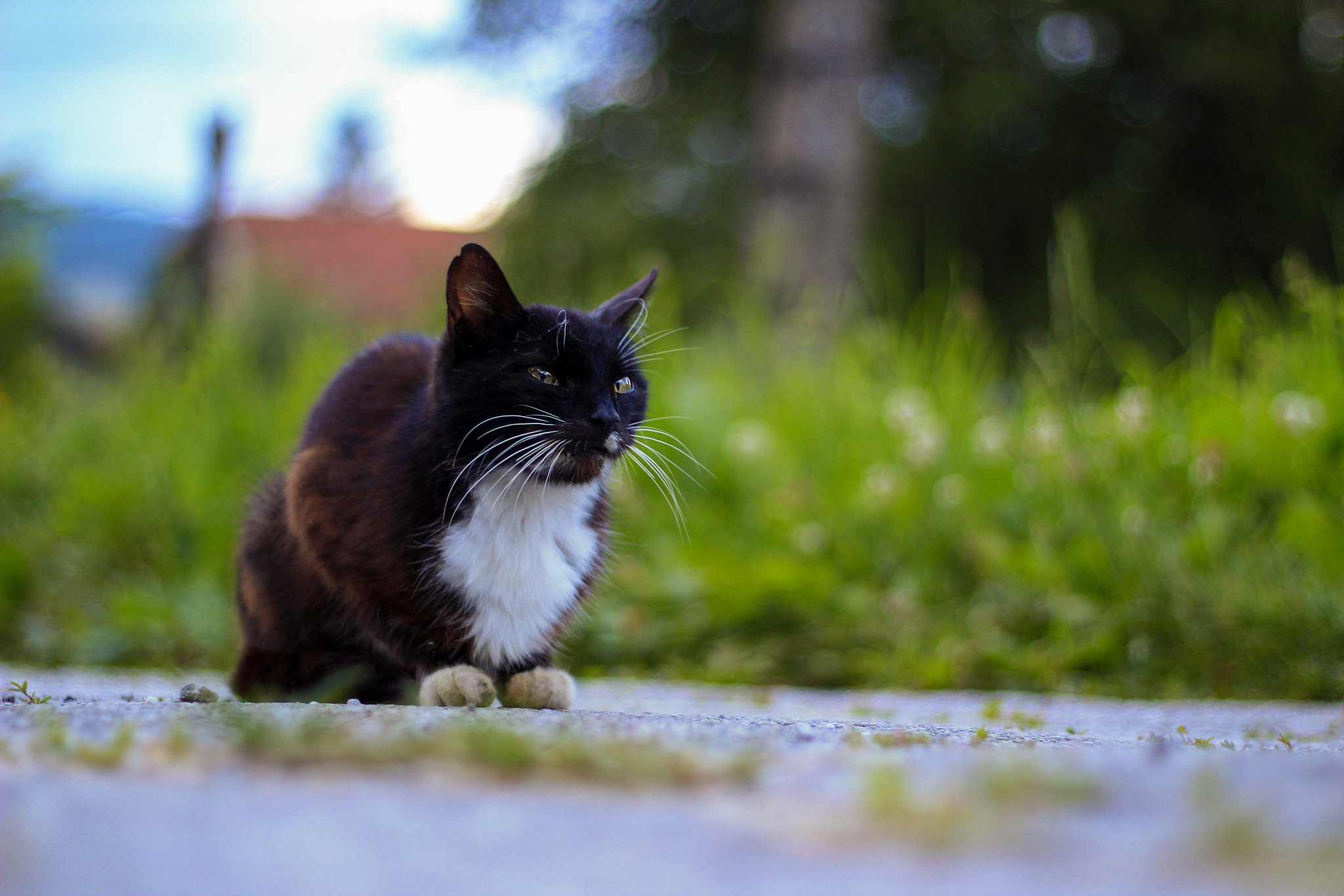 迷你世界宠物系统：玩家更爱探索和建造
