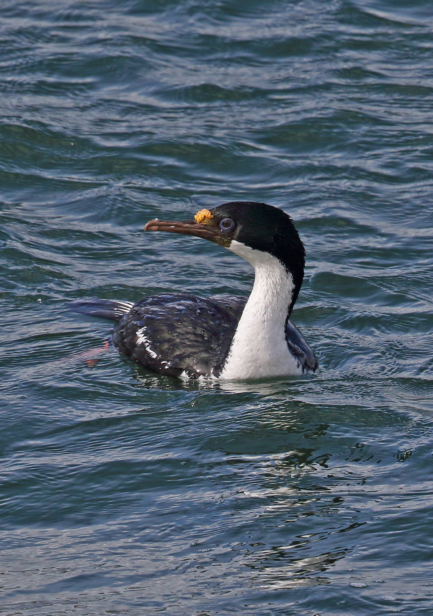 imperial shag (phalacrocorax atriceps)