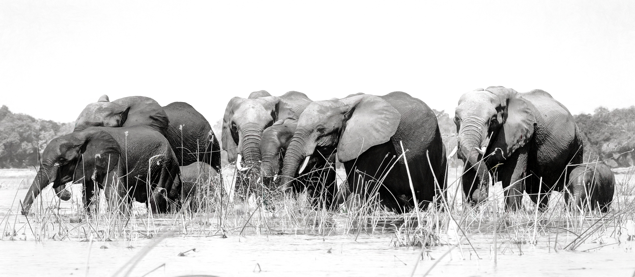 herd of african elephants in zambezi river at mana pools, zimbab
