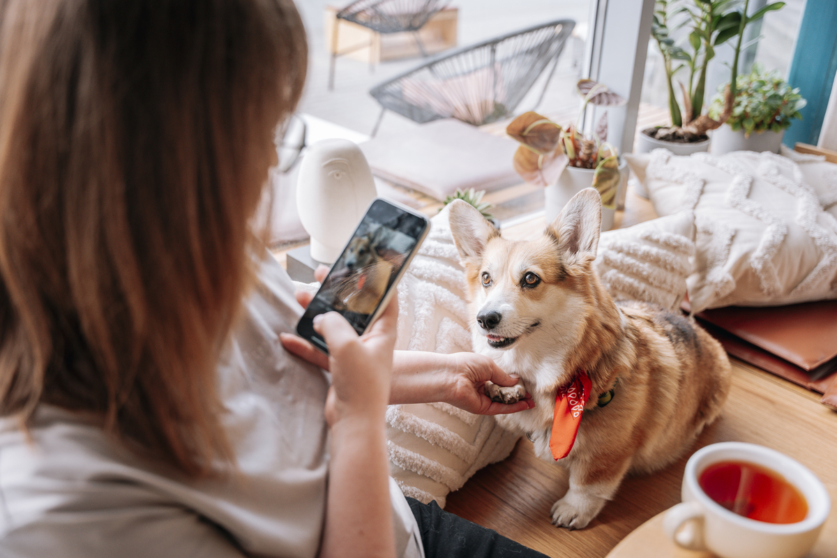 如何照顾宠物并提供舒适的生活环境 - 全面指南