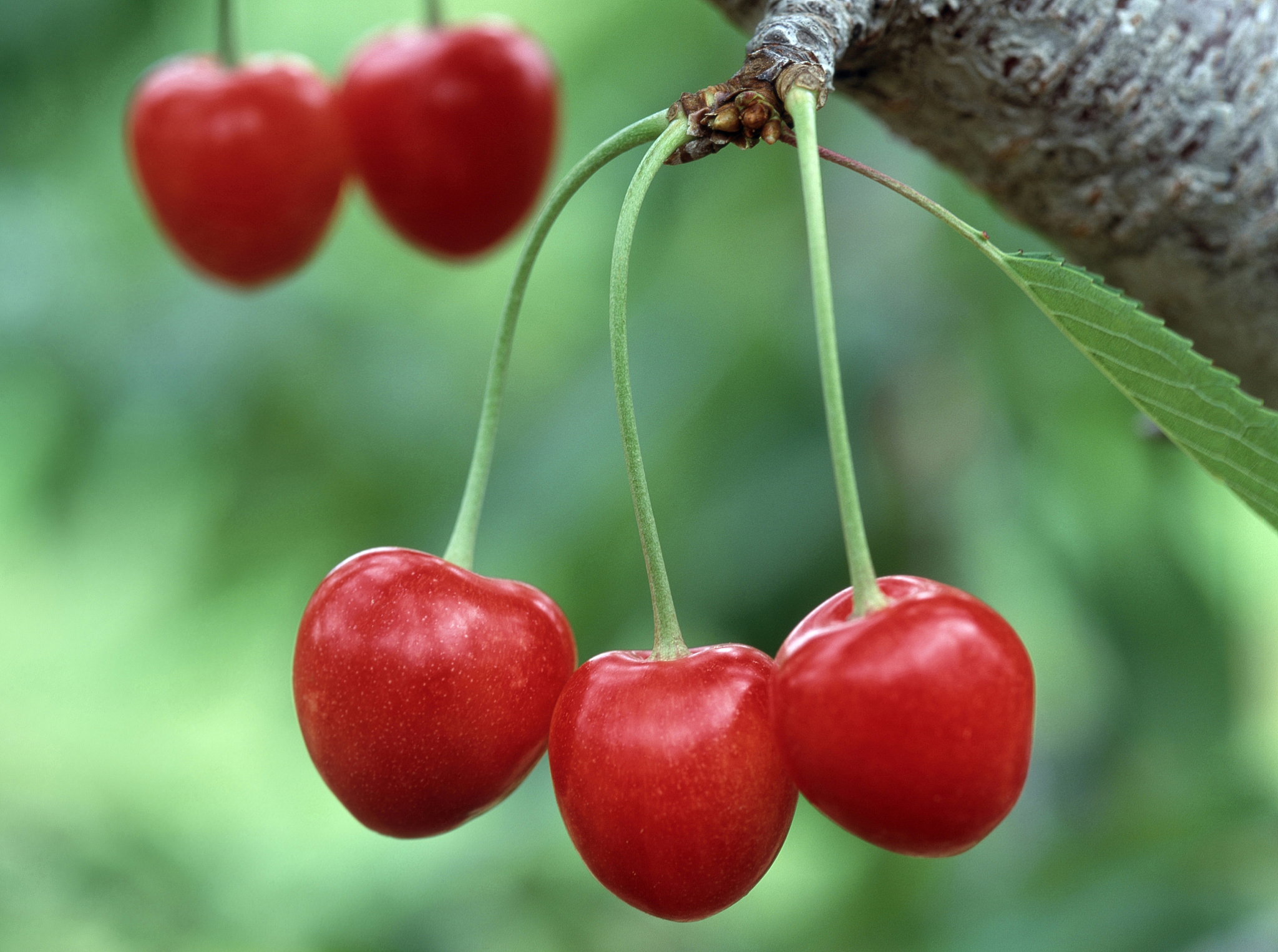 cherry