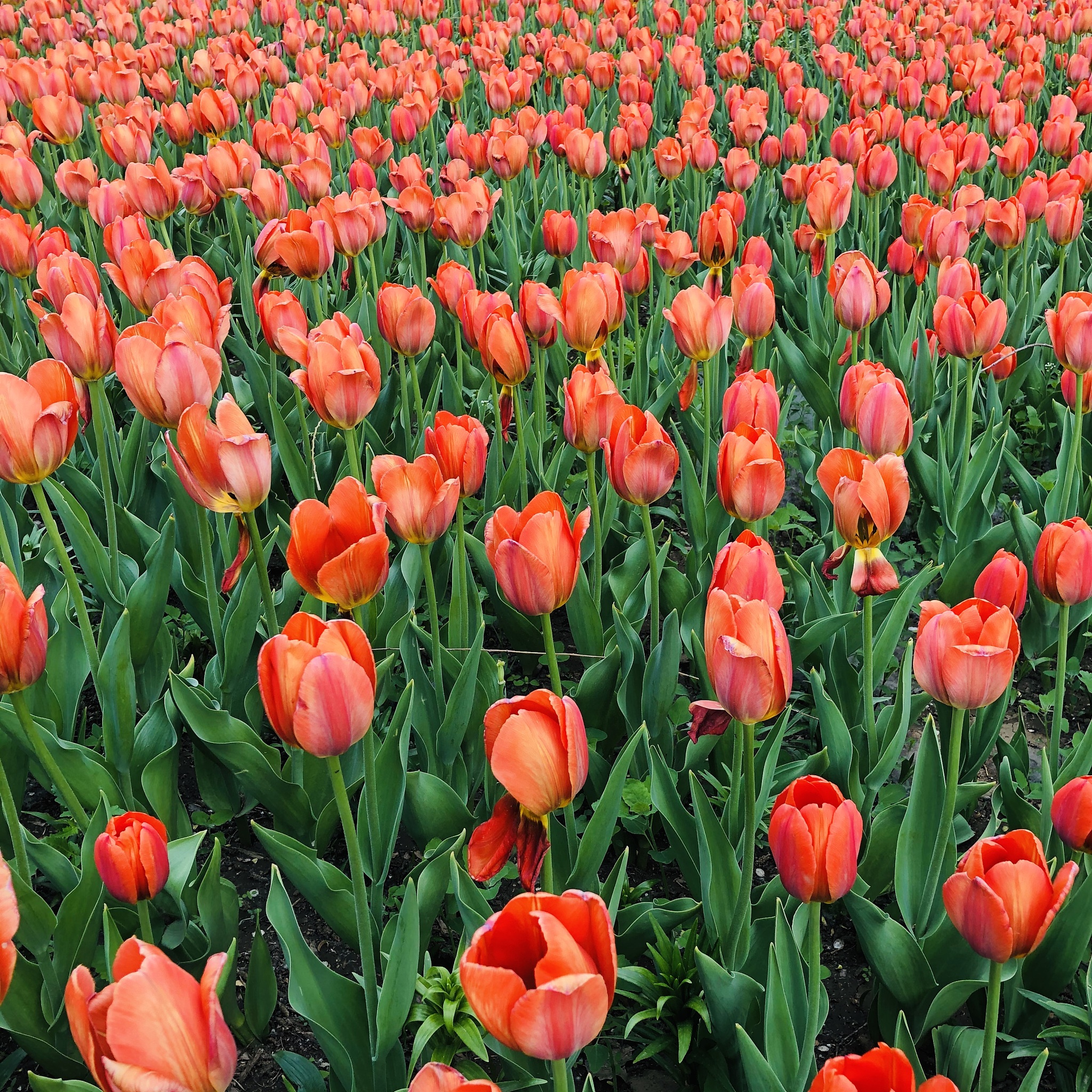 郁金香花语：真爱与祝福，荷兰国花代表着爱情、和平与财富