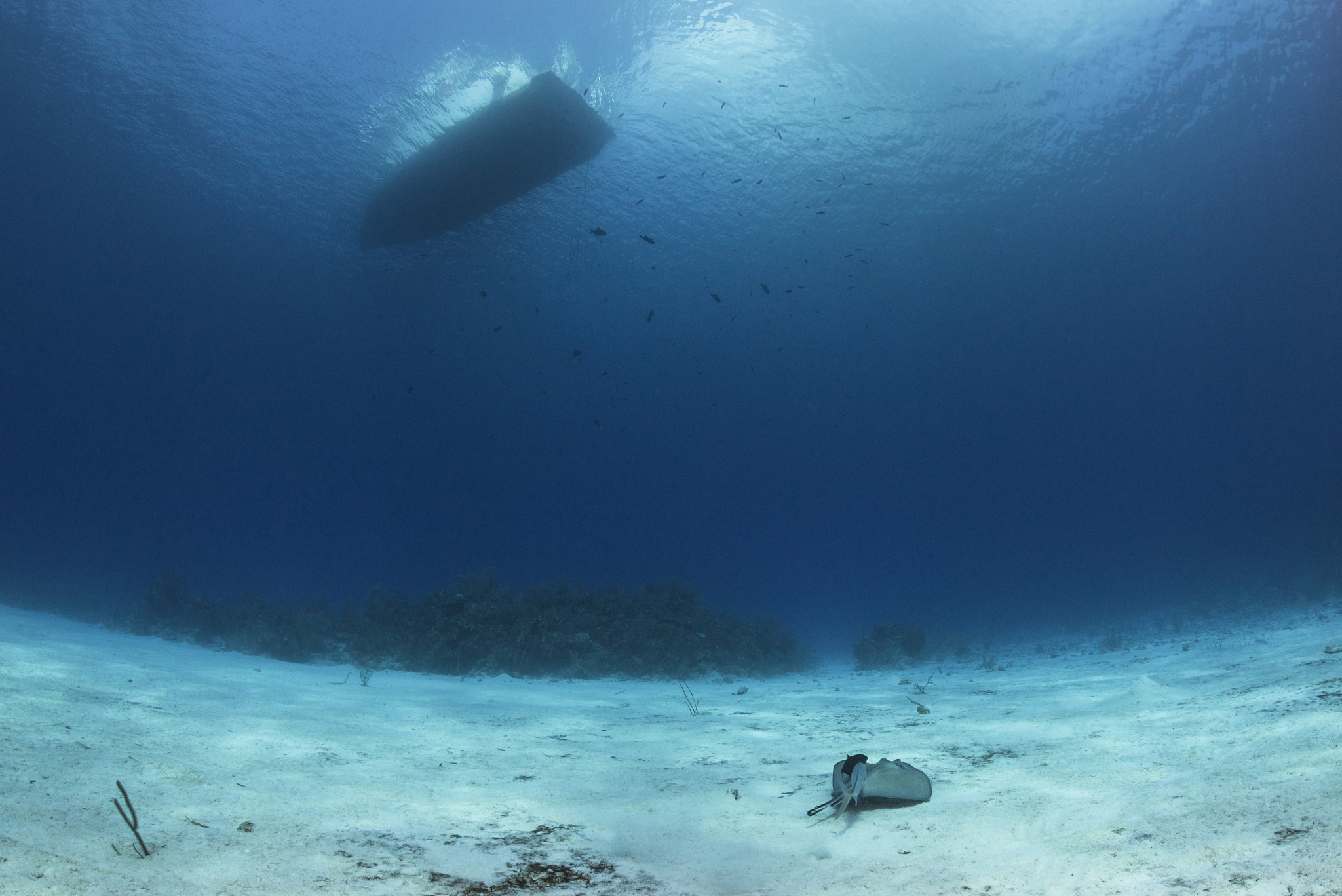 southern stingray, a bar jack fish and a nautical vessel