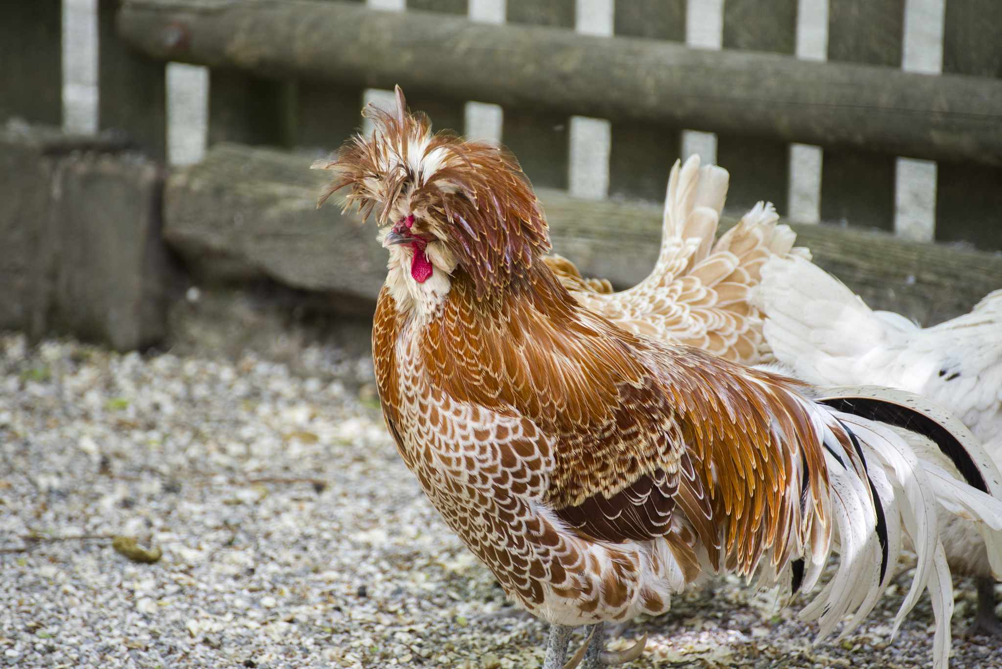 chicken