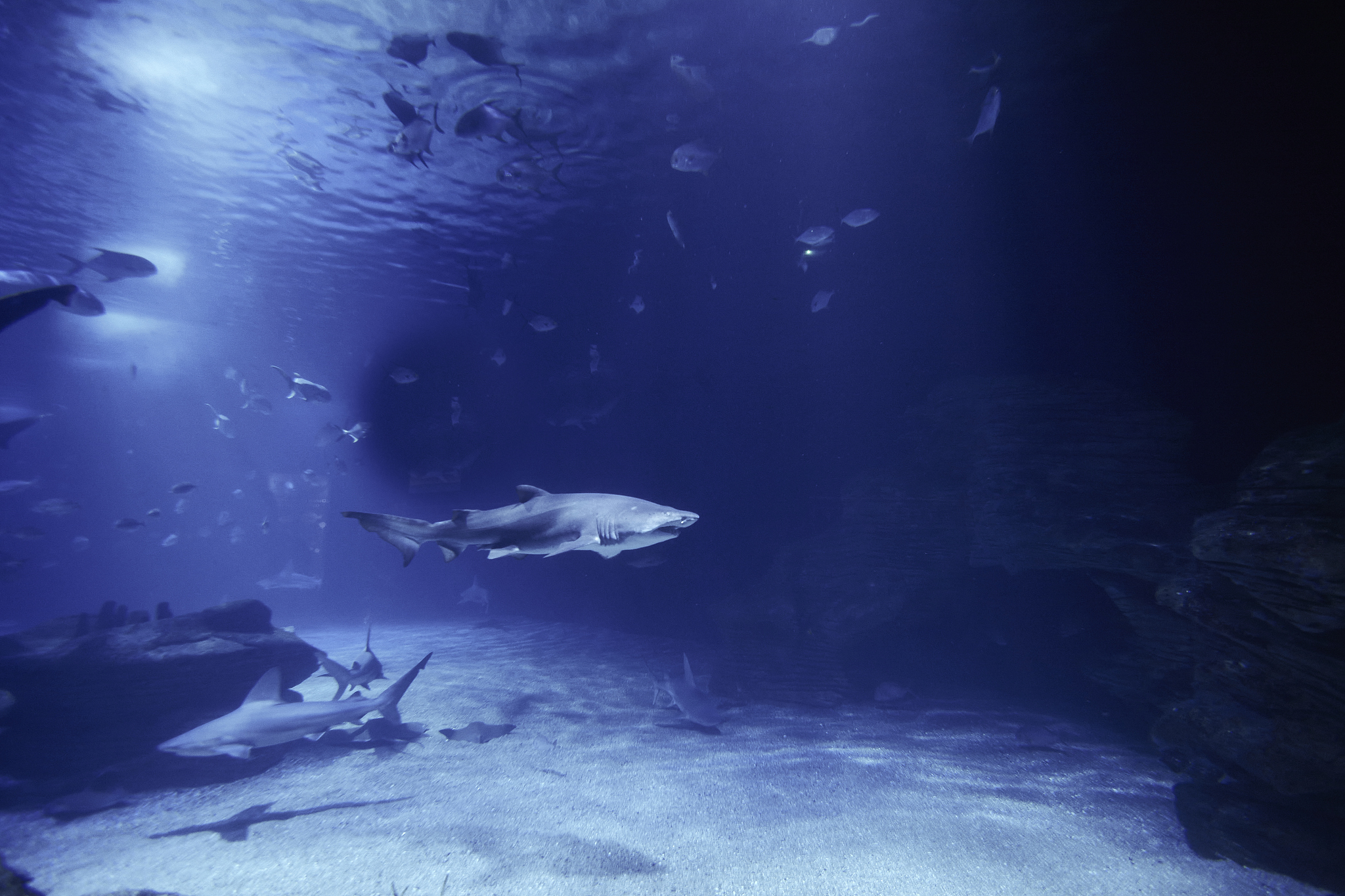 海洋纪录片寄托