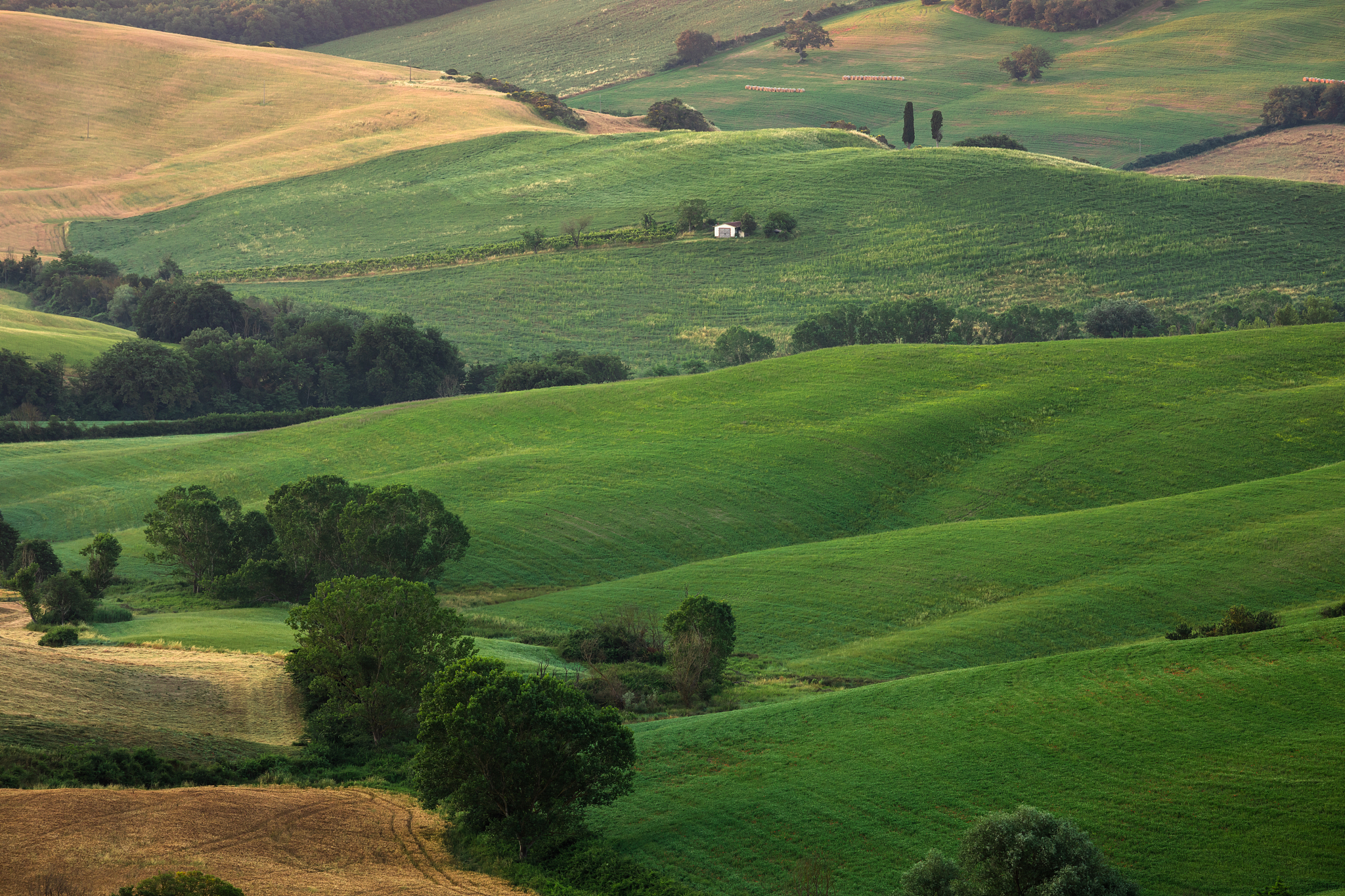 tuscany field in summer