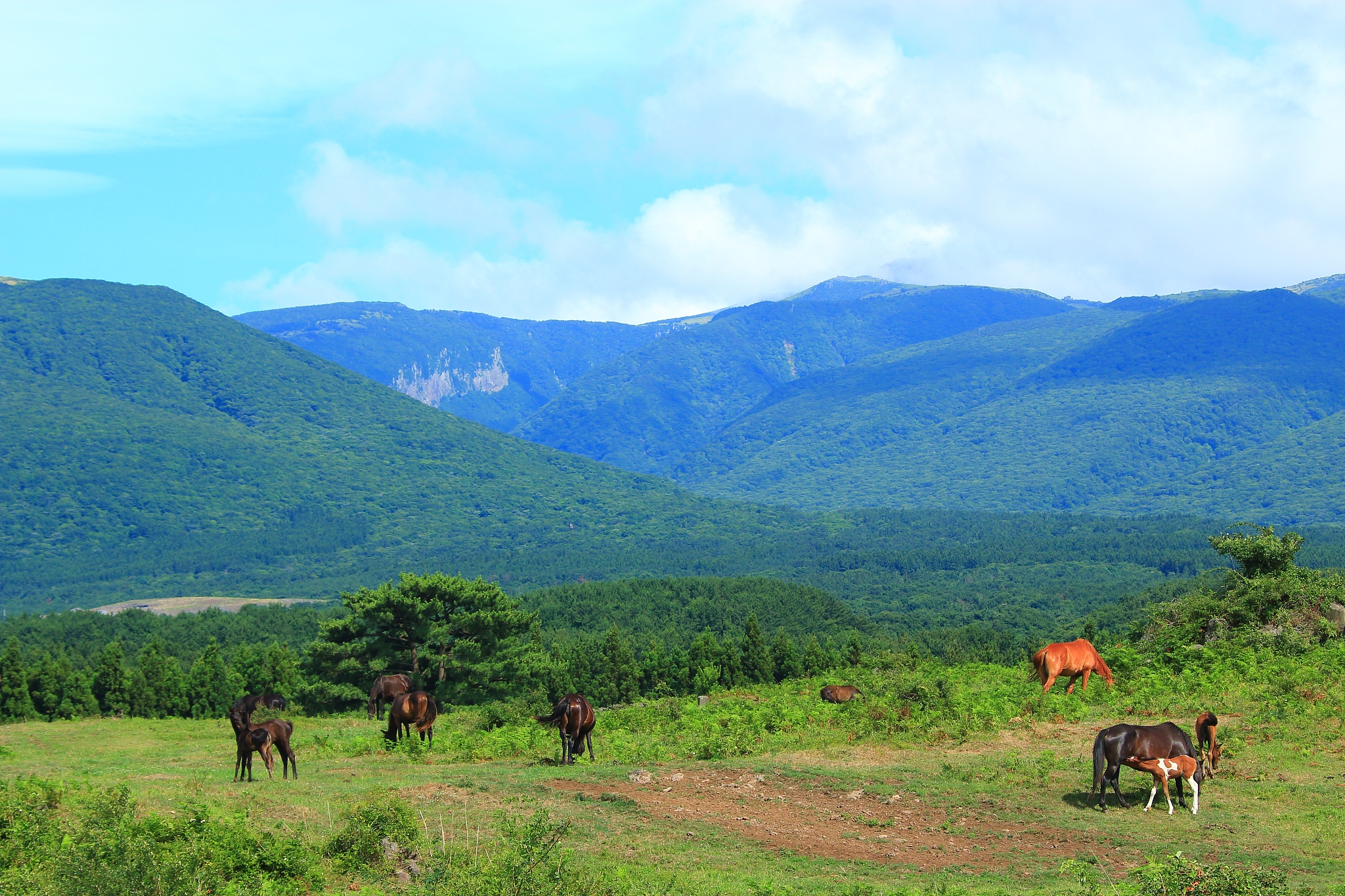 horse grazing, ranch, field, hallasan,