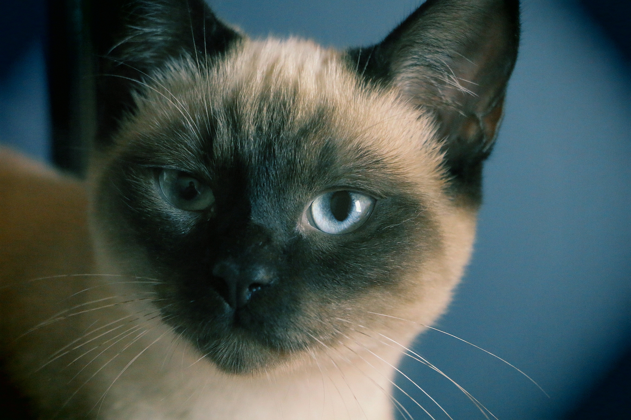 chat siamois aux yeux bleus