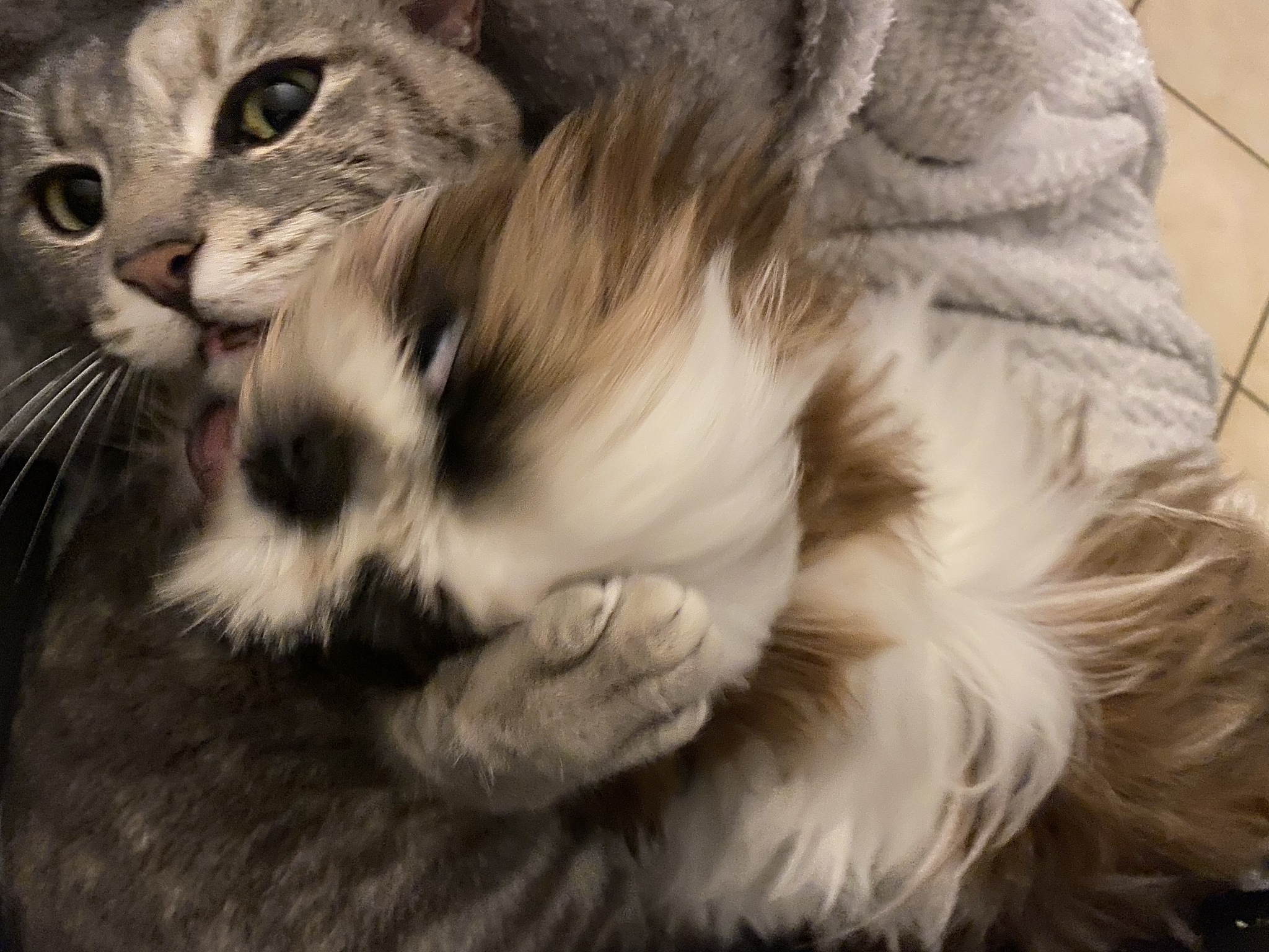 猫咪行为解读：了解你的猫的语言和行为