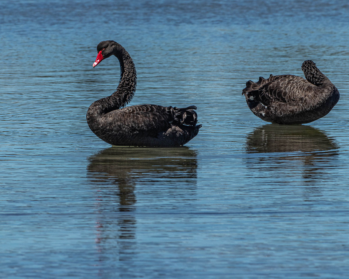 白天鹅与黑天鹅有什么区别