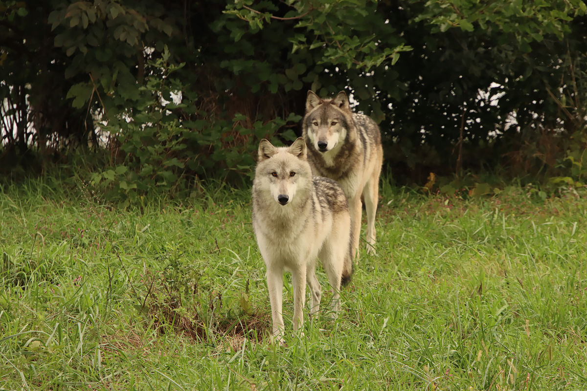 狼群是款模拟狼的游戏 手游更新日志