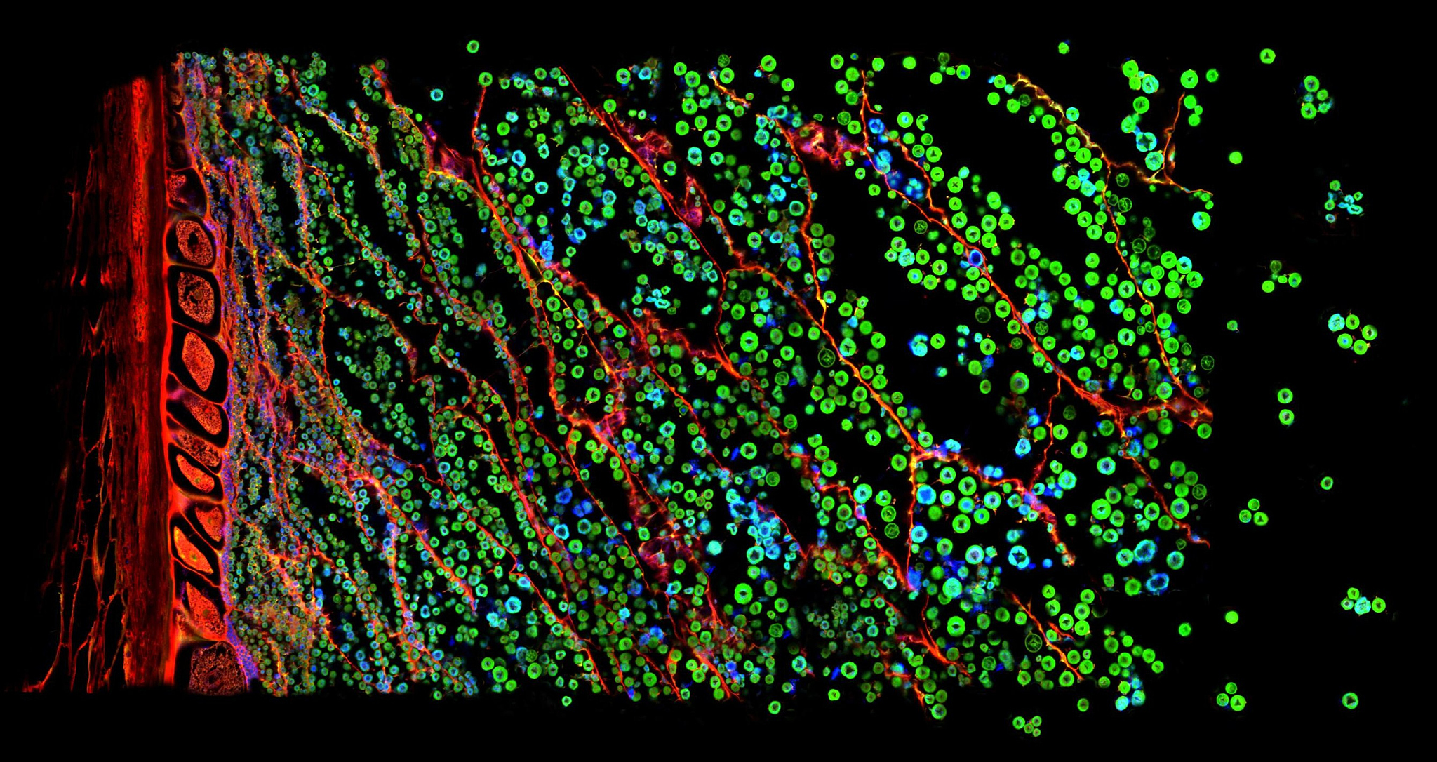 关于laser speckle imaging 好用的开源成像软件