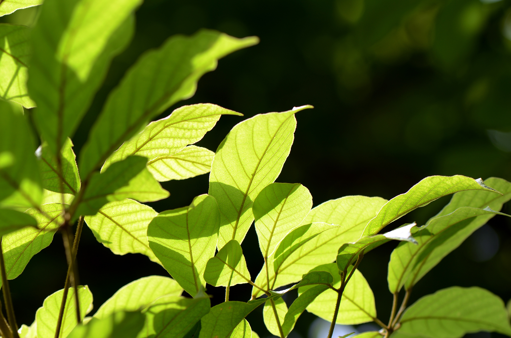 green leaves in bright light.