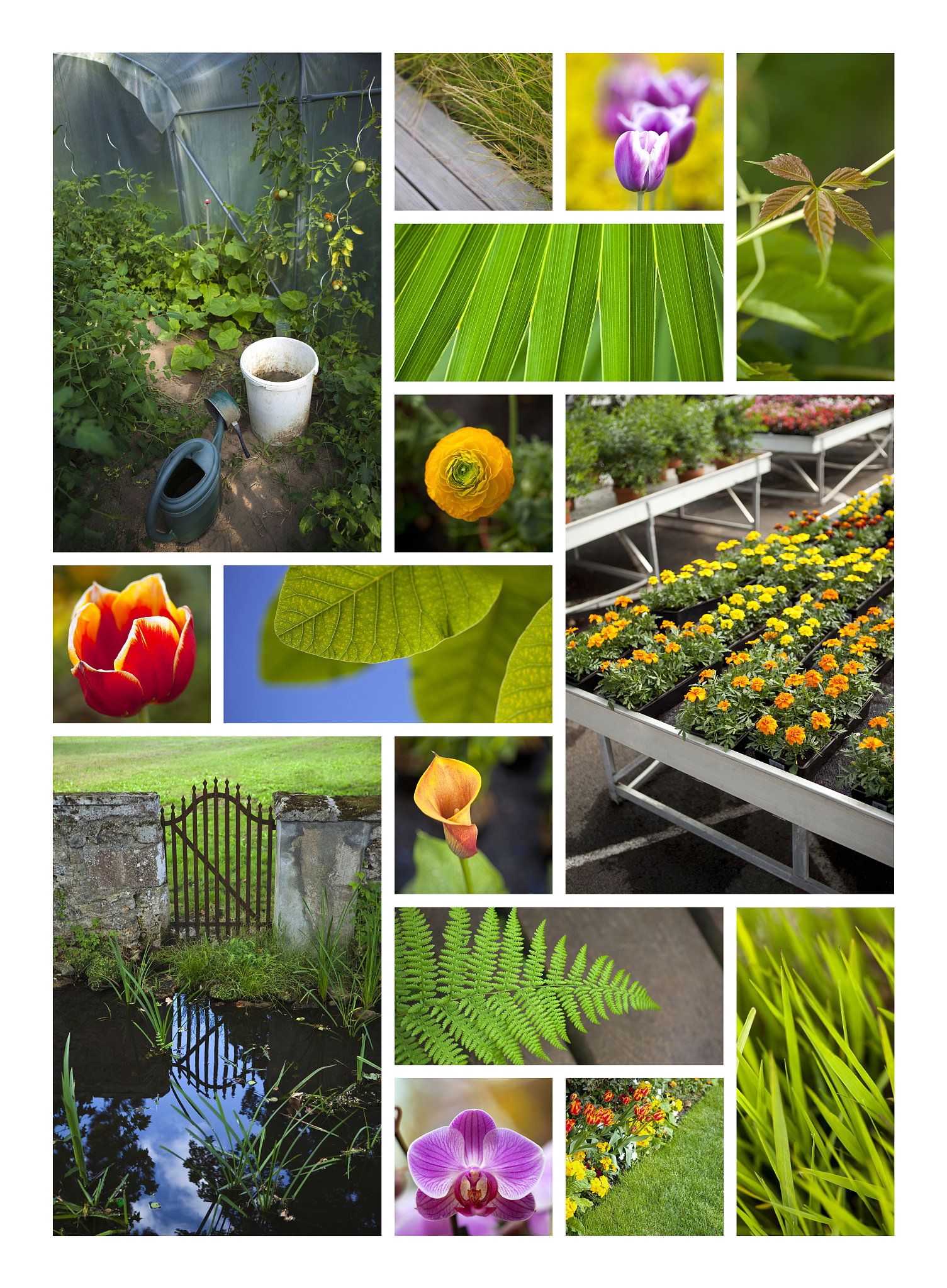 What are plants similar to Zamioculcas zamiifolia in terms of shade tolerance