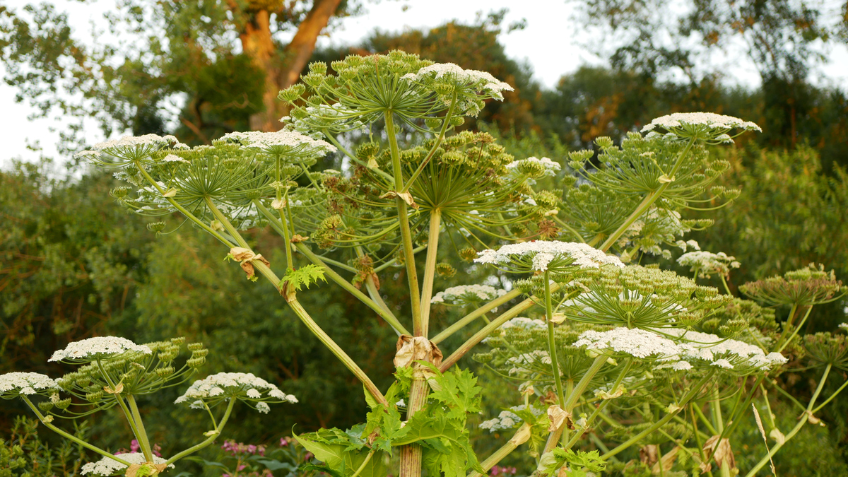 入侵性巨型大 hogweed