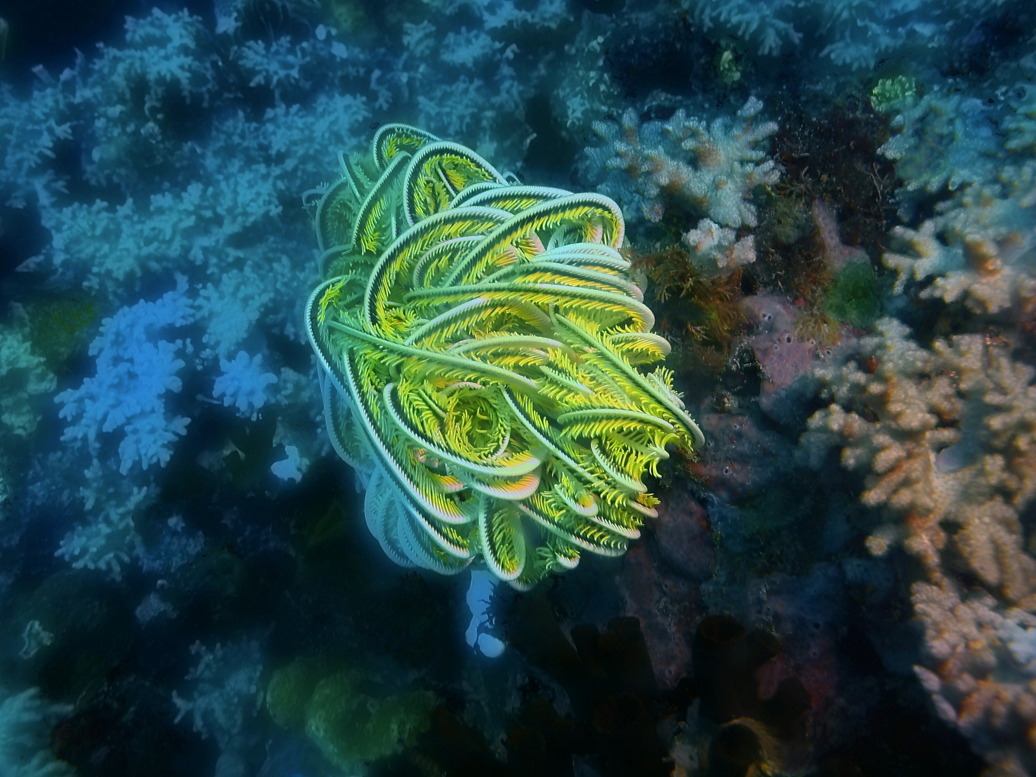 crinoid