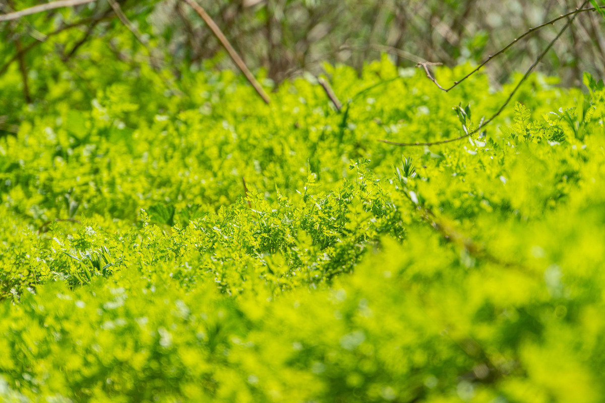 写一遍描写春天的文章