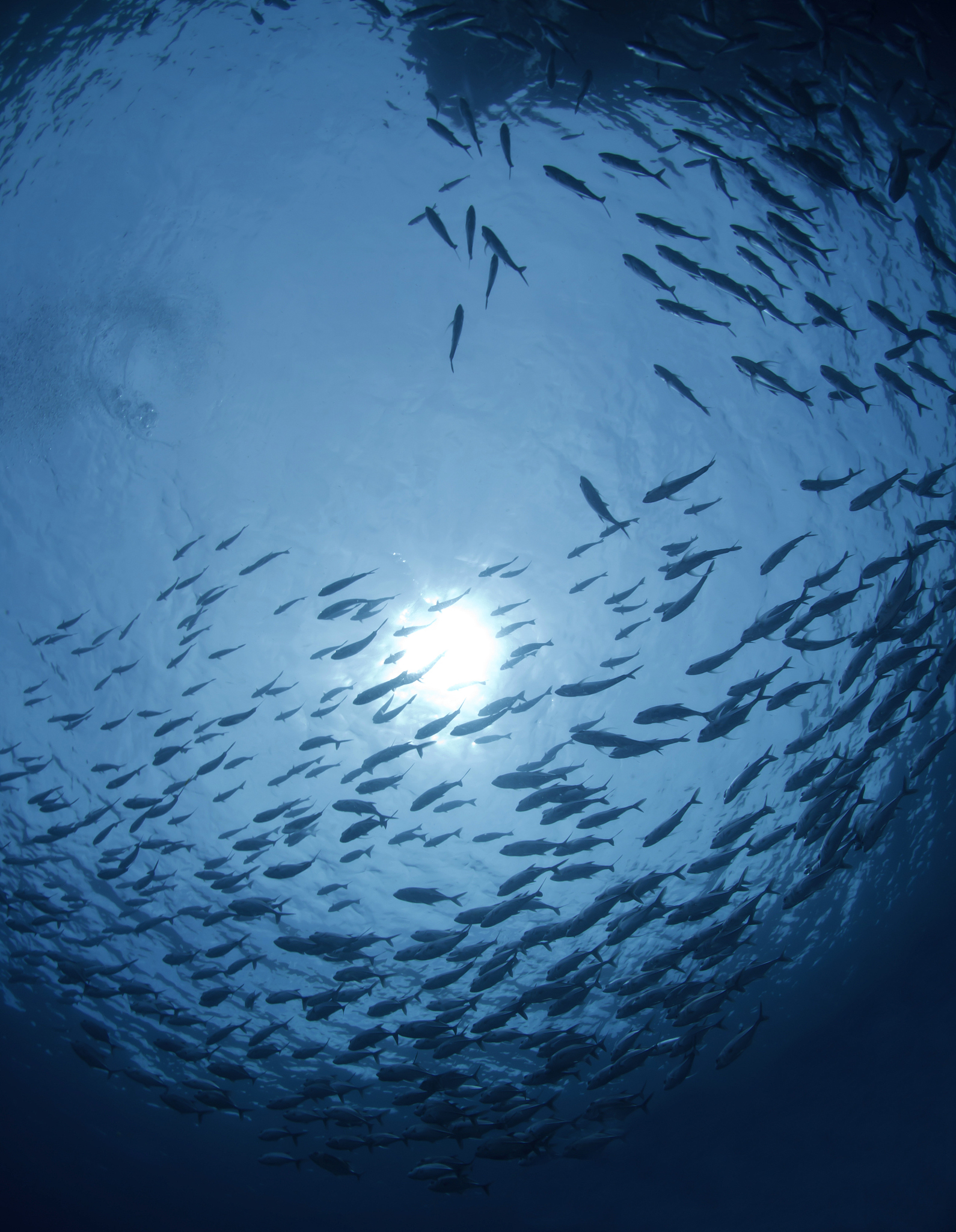 有一条深海鱼游着游着突然哭了旁边的鱼问它为什么哭它说我觉得压力好大哦