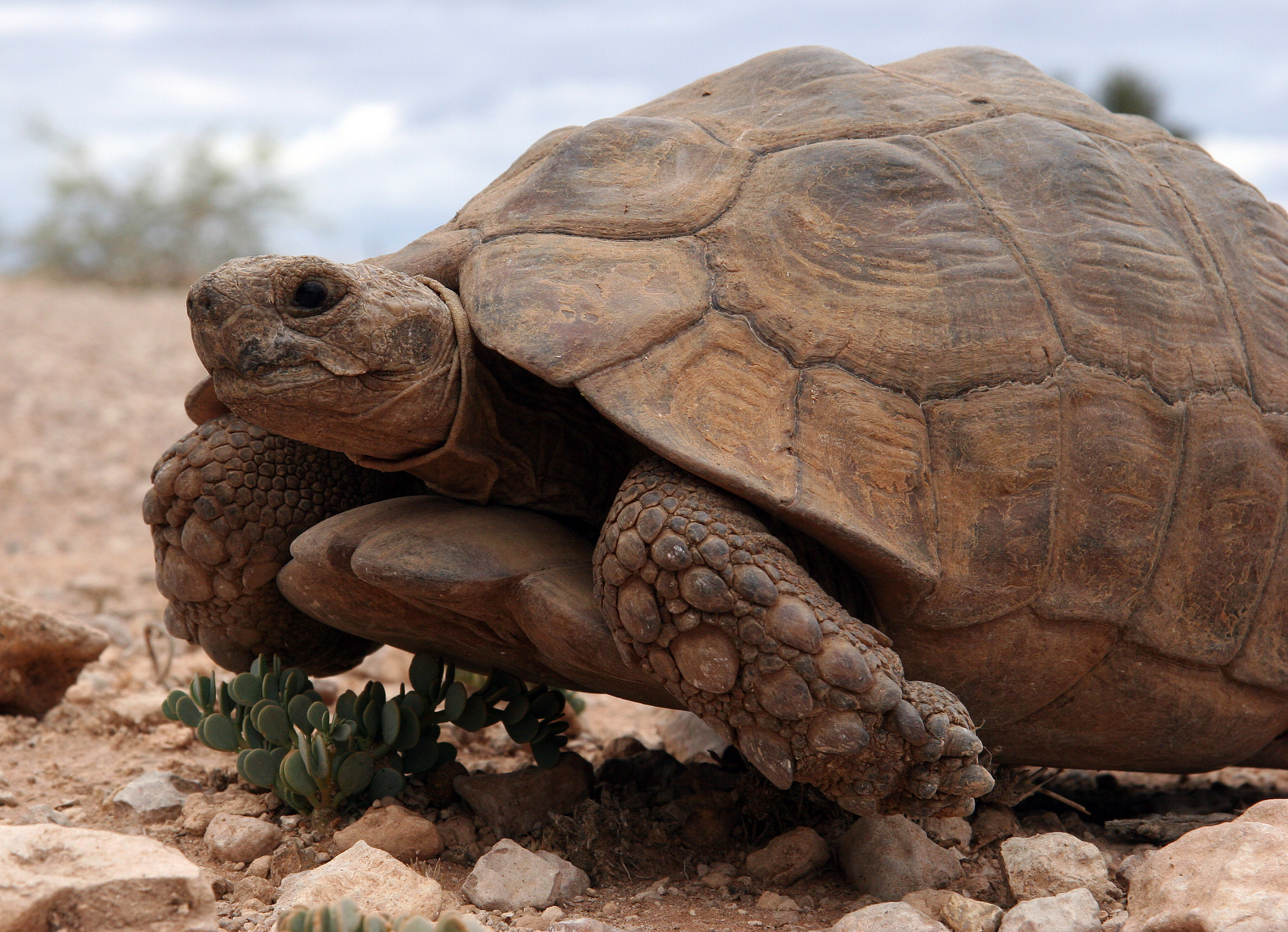 turtle