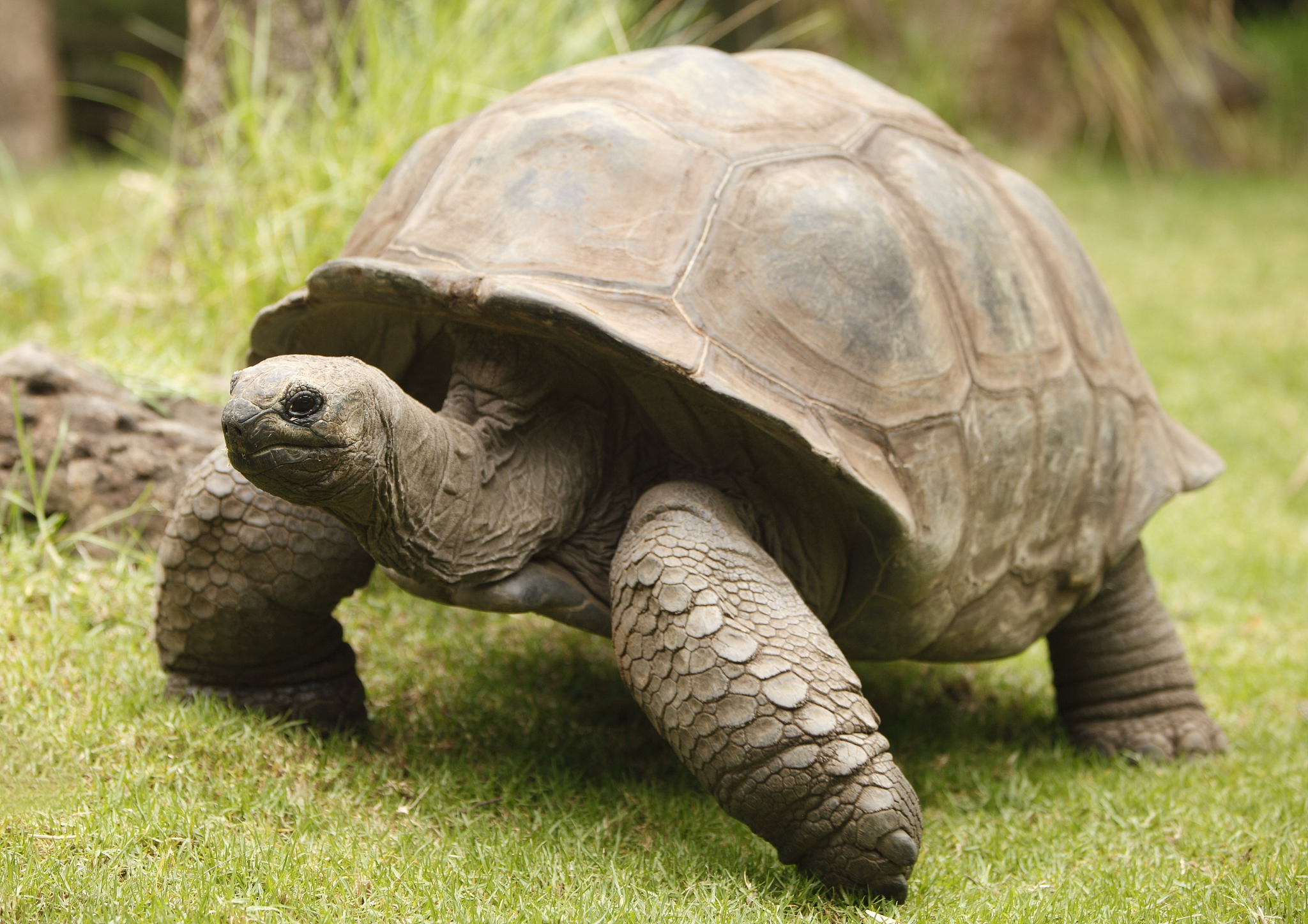 giant tortoise