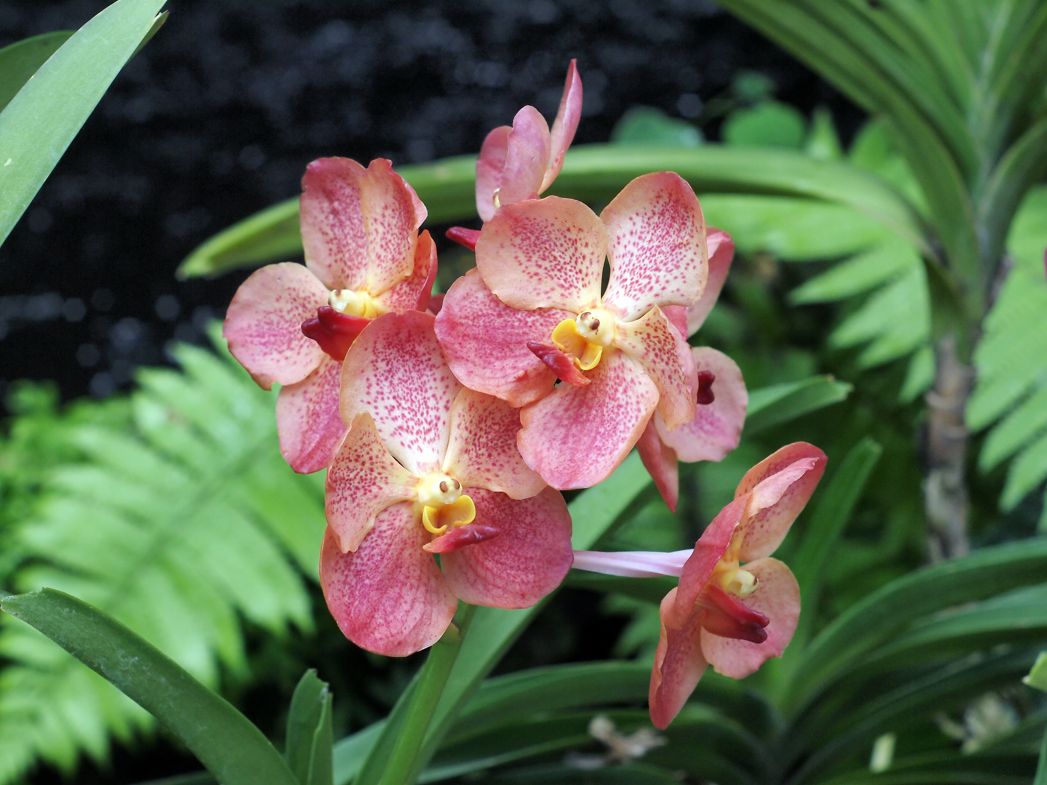 pink orchids