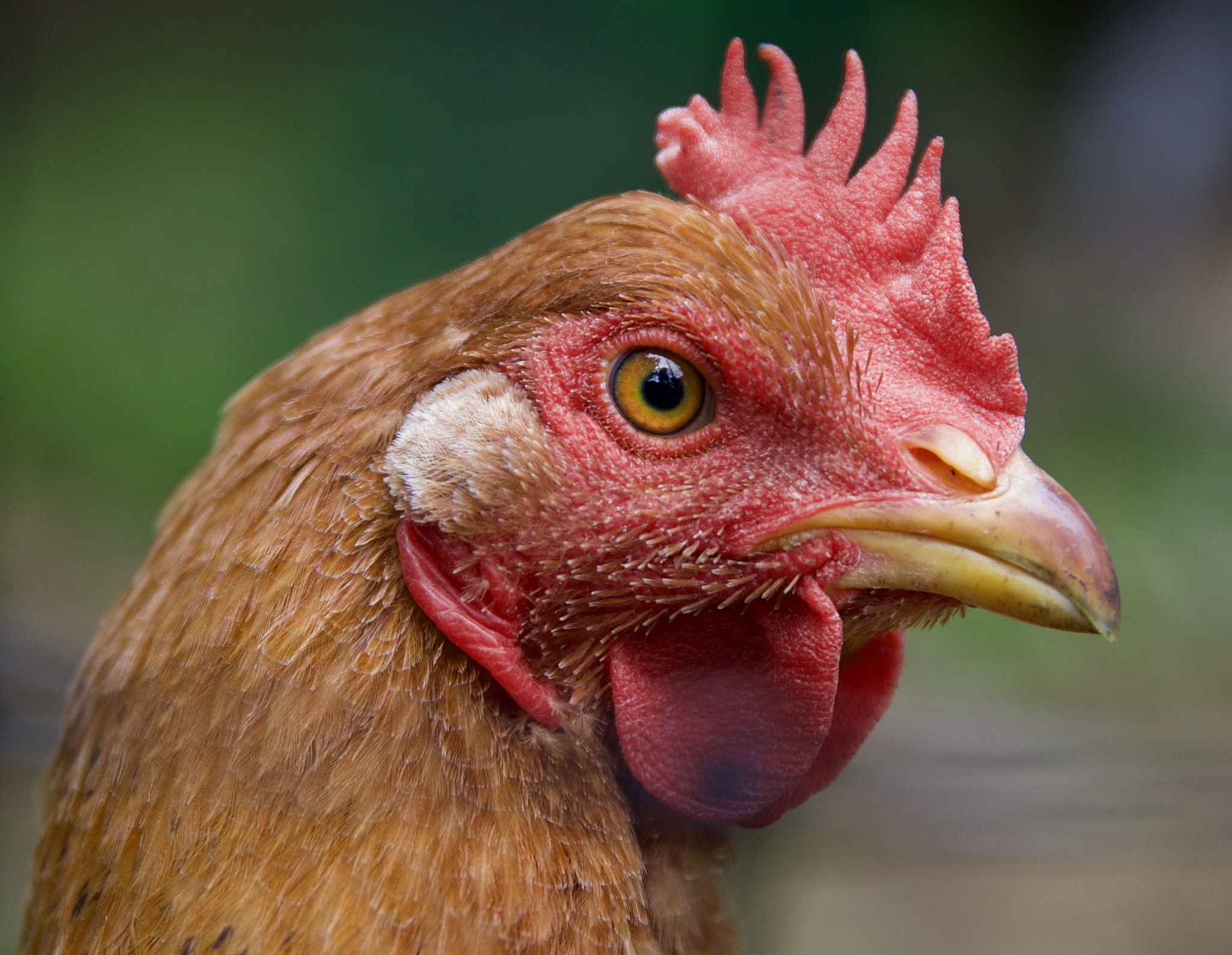 chicken