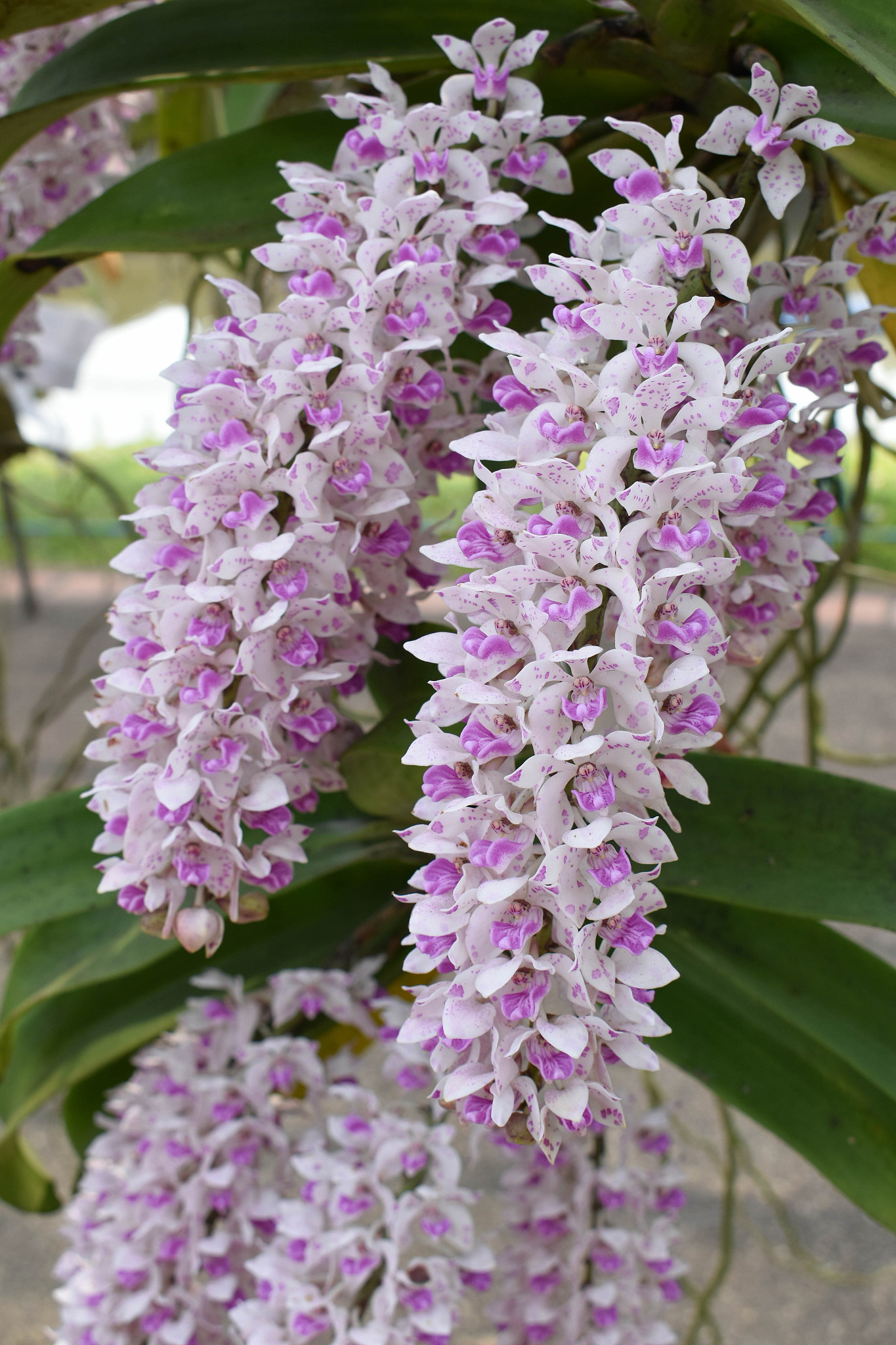 the rare species asian orchid