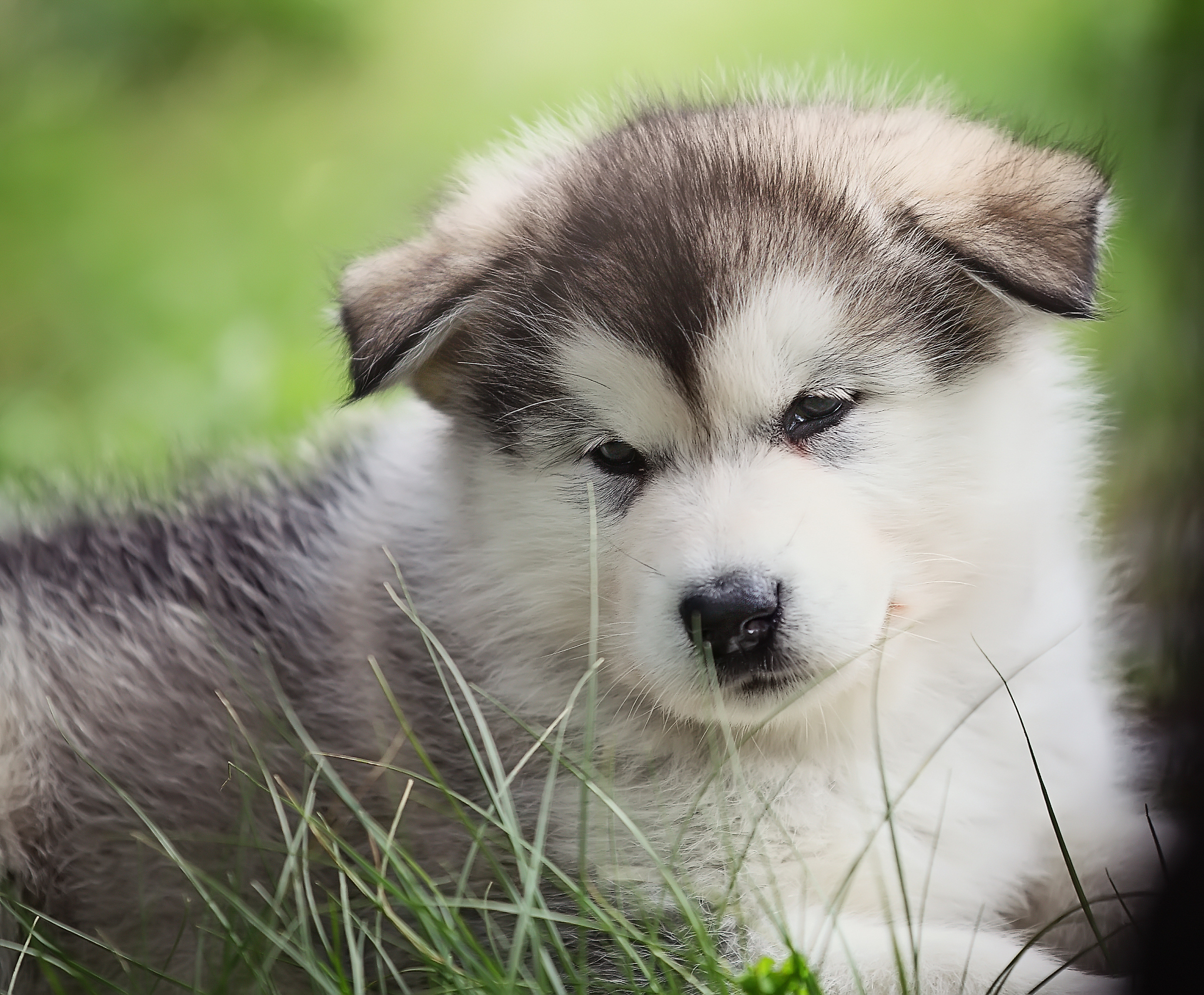 阿拉斯加犬最多能活多少年