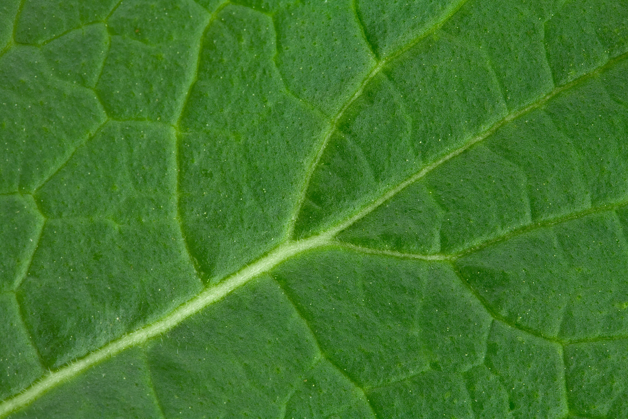 实训报告自然地理学植物主题叶片 防止水分蒸发