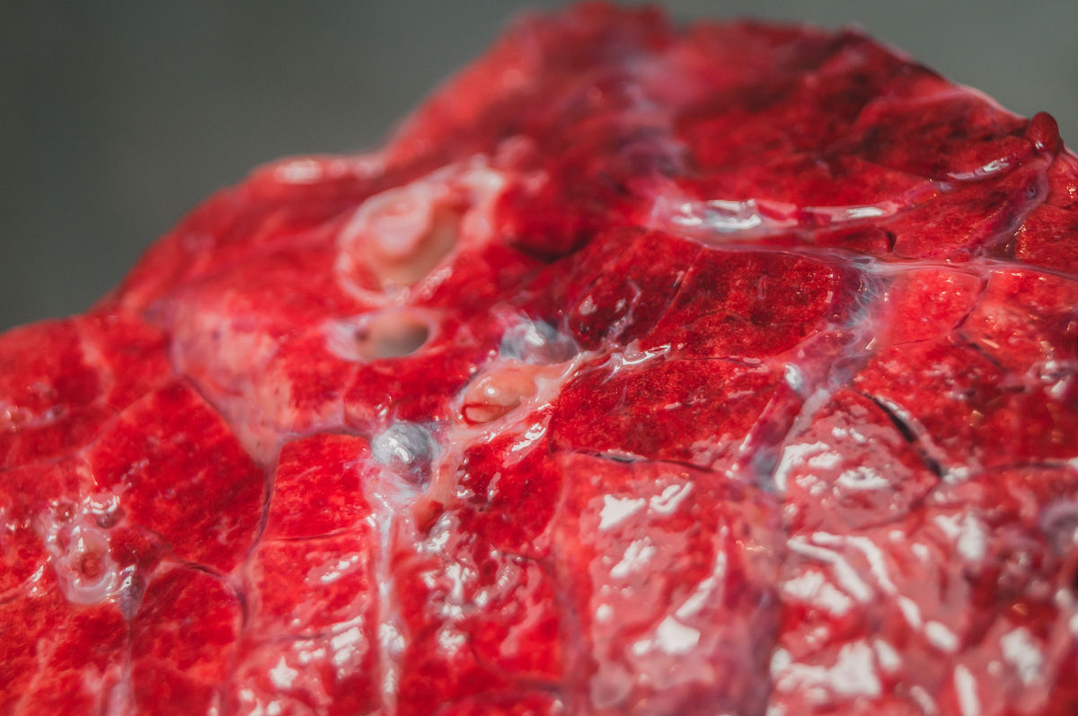 动物内脏热量表：营养价值与健康建议