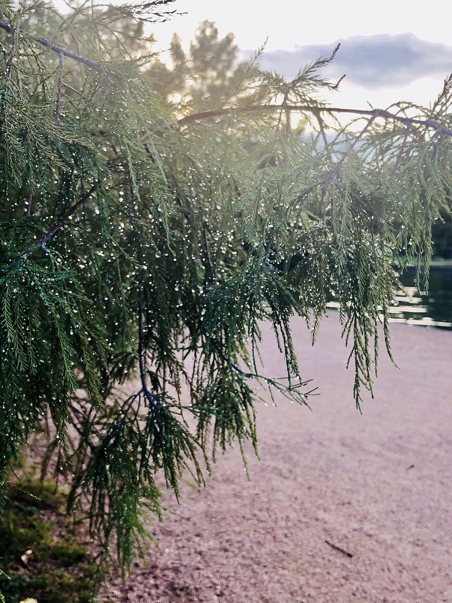 折柳在中国代表什么文化意韵？请论述