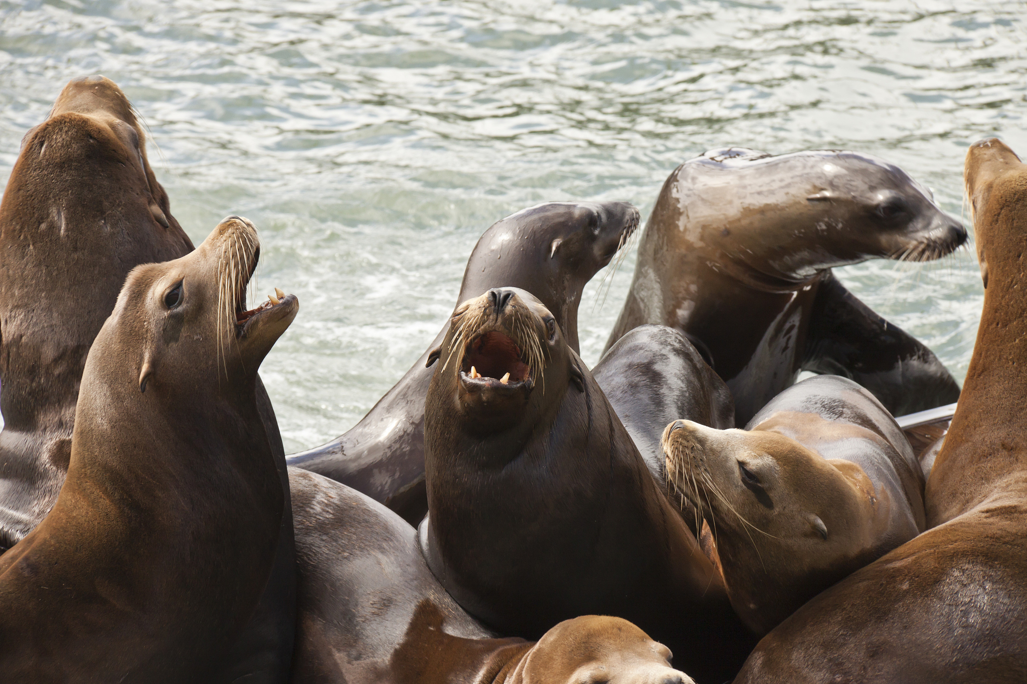 青岛海洋技师学院2019年招生专业有哪些？