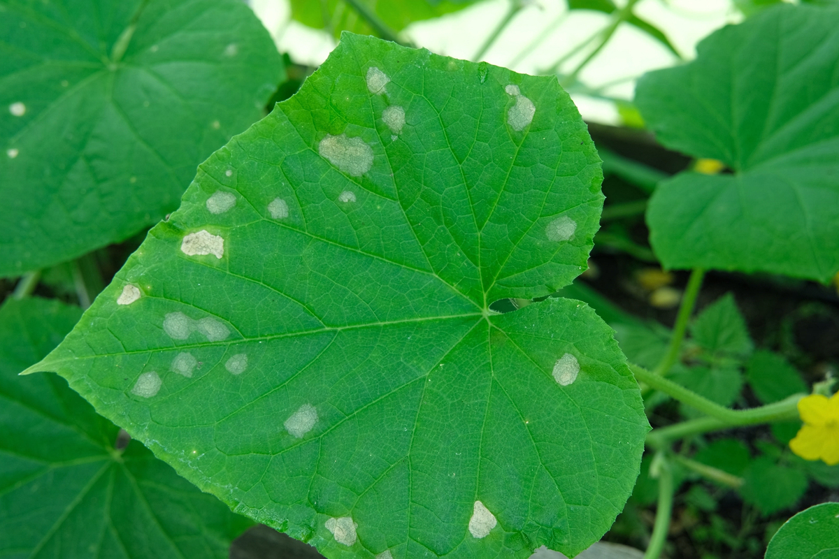 请根据土传和种传病害的发生特点谈谈种衣剂对土传和种传病害防治。