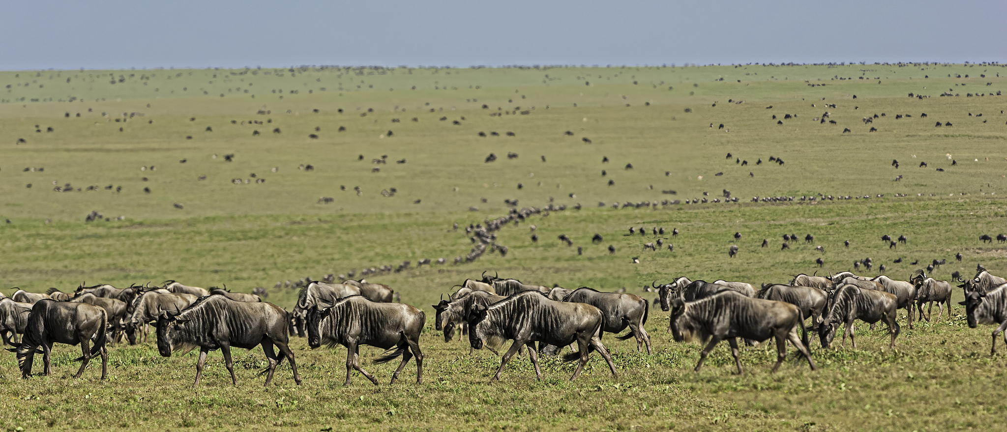 wildebeeste herd, connochaetus taurinus, serengeti national park
