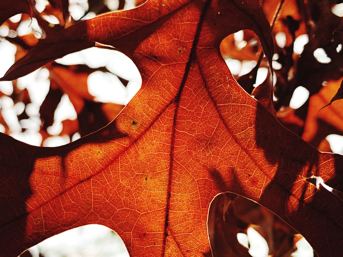 秋日下班:温暖的落叶与舒缓的氛围 秋日下班:温暖的落叶与舒缓的氛围