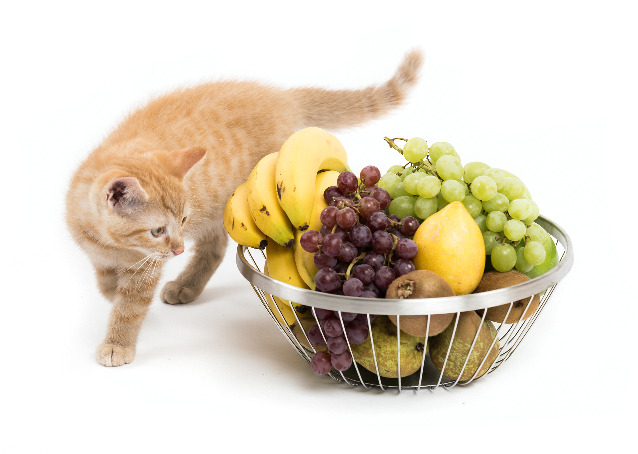 最后的香蕉猫手游更新日志