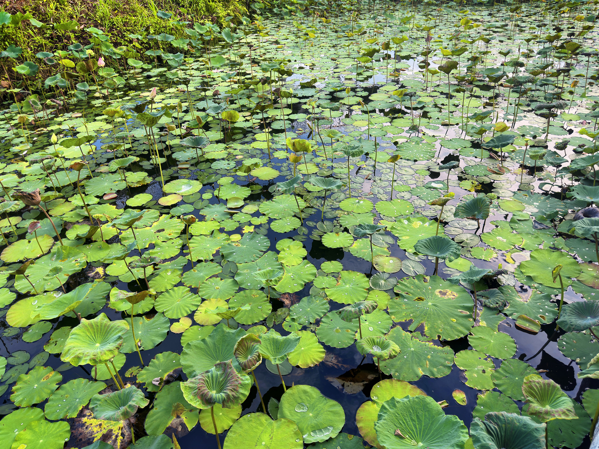 西湖'水下森林'：14年打造31.7万平方米生态奇观