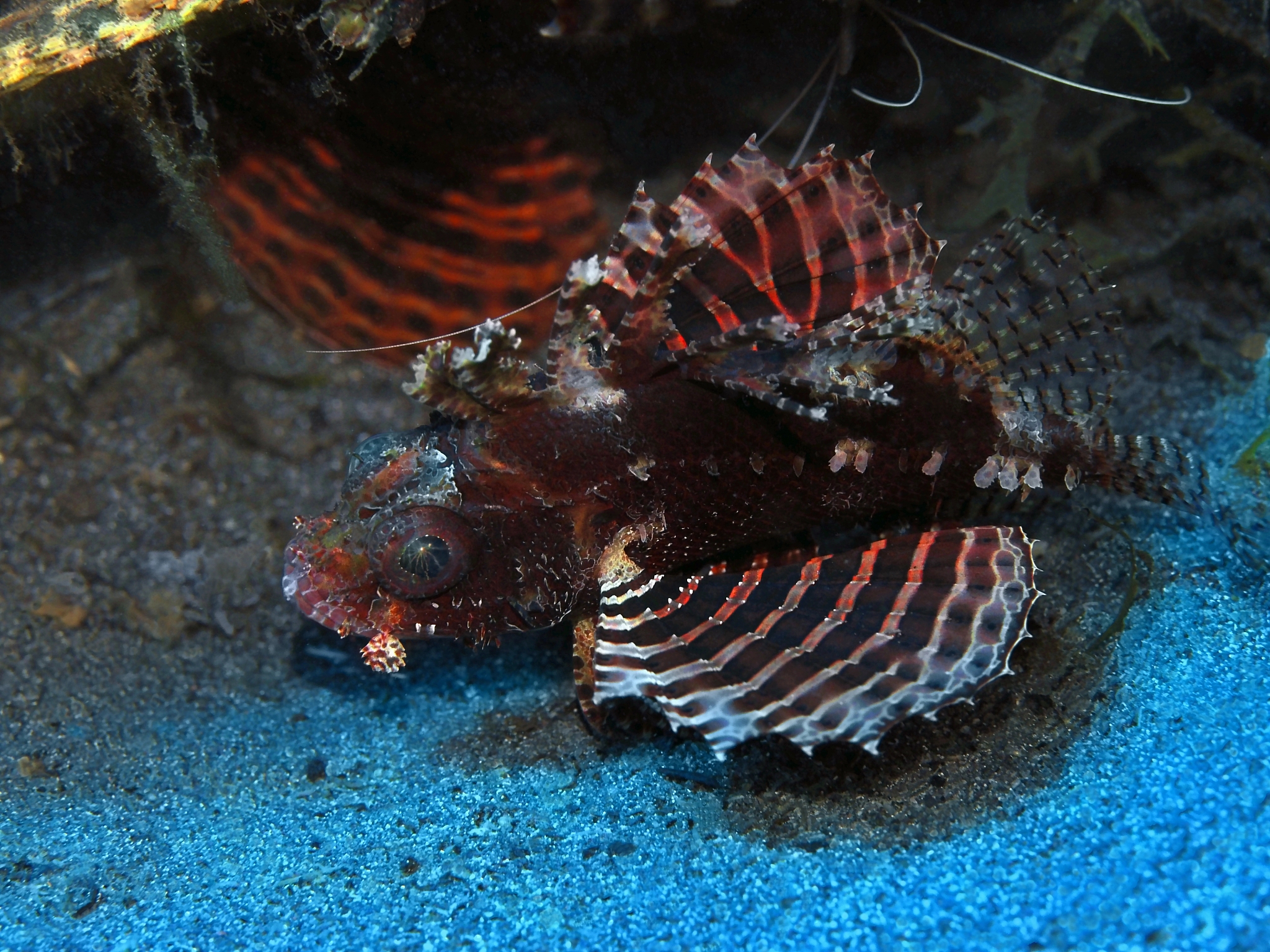 电鳐的分类地位帮我用210字详细描述